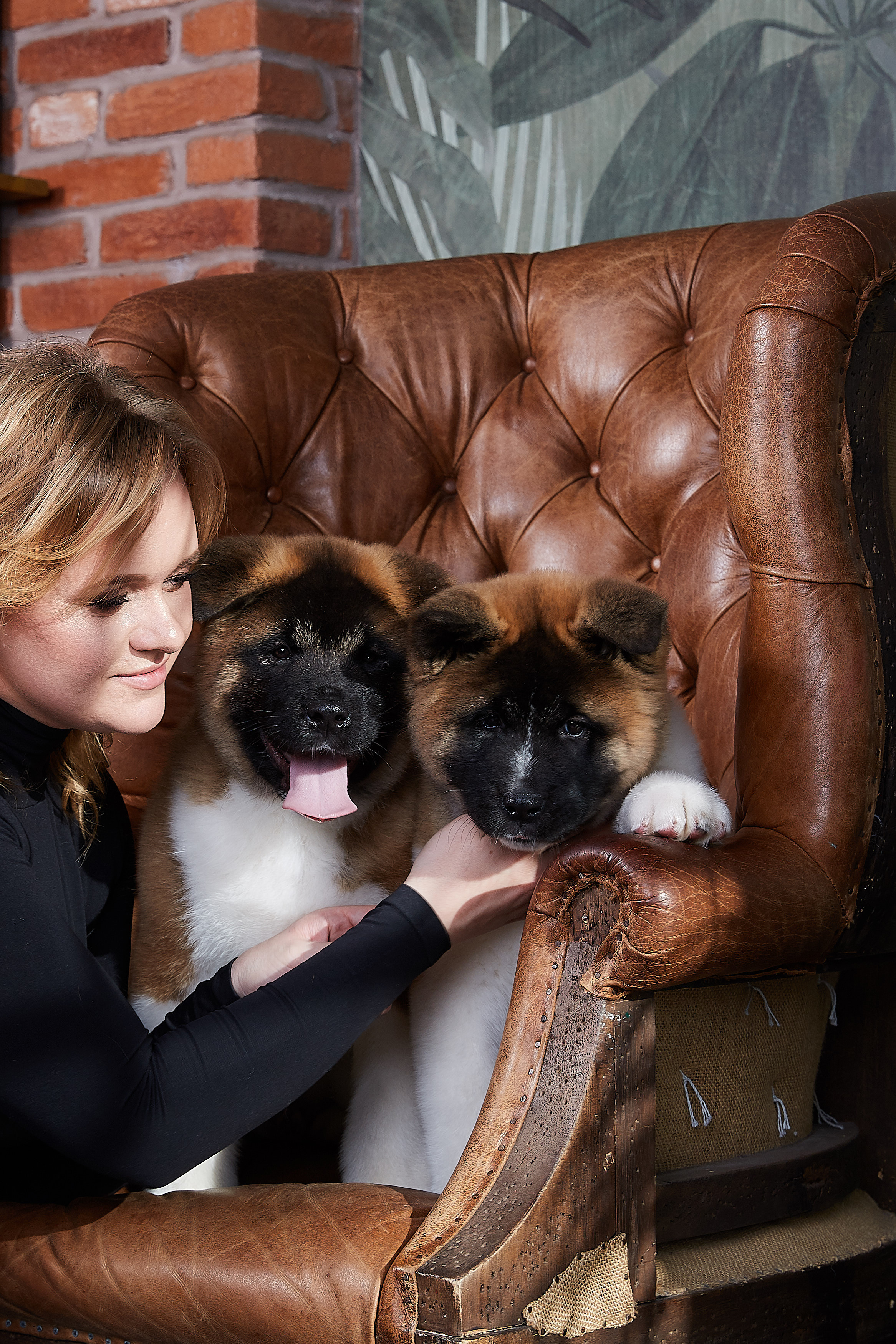 Американская акита питомник RUBYLIGHT. Американская акита I Сиба ину I Питомник RUBYLIGHT