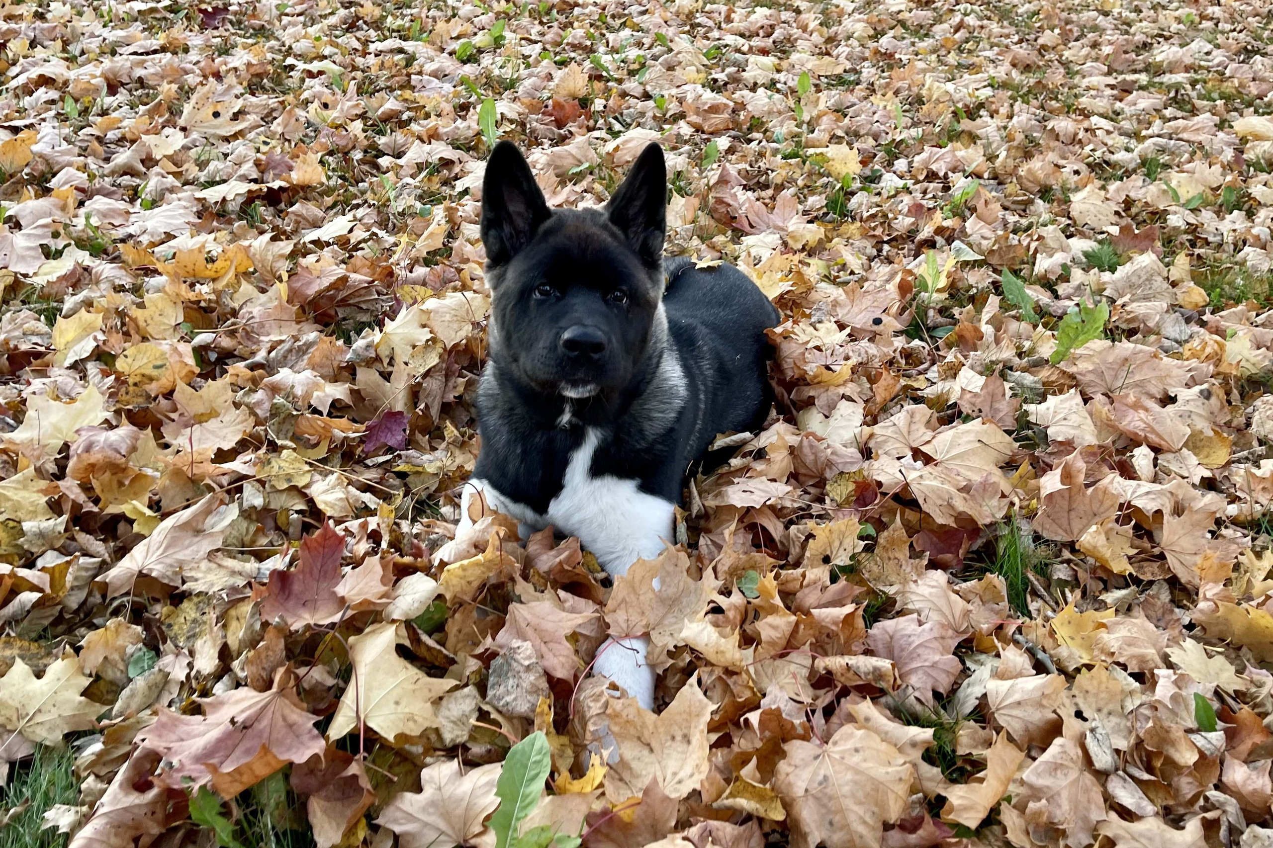 RUBYLIGHT Kamillus, дата рождения 09.06.2021Отец: Alter Real MercuryМать: Infinit Happy, Американская Акита RUBYLIGHT Санкт-Петербург