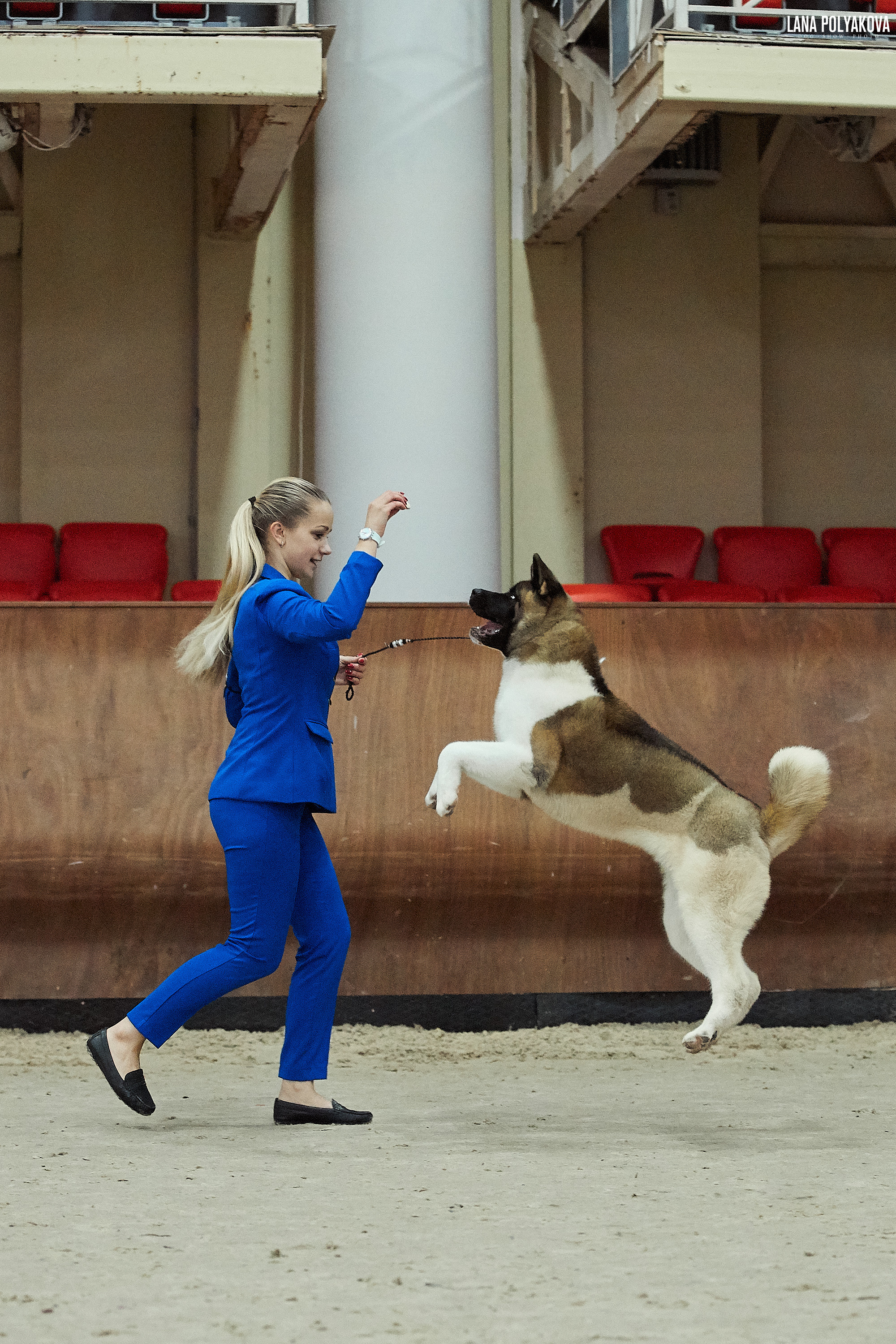 RUBYLIGHT BIYA * Бия американская акита Рубилайт щенки питомник