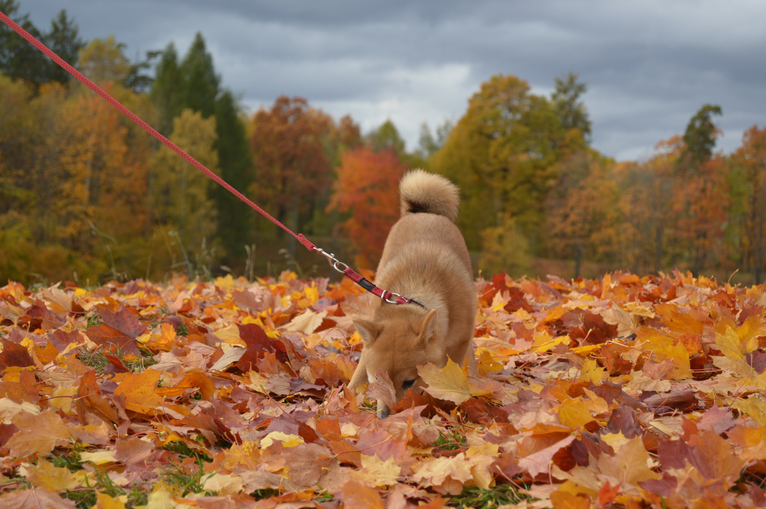 RUBYLIGHT DOLL * Долька (Отец: Хиро * HANDZIMEMESITE HIRO , Мать: Дэва * ZOLOTO PARTII DEVANA GODDESS OF HUNT) сиба
