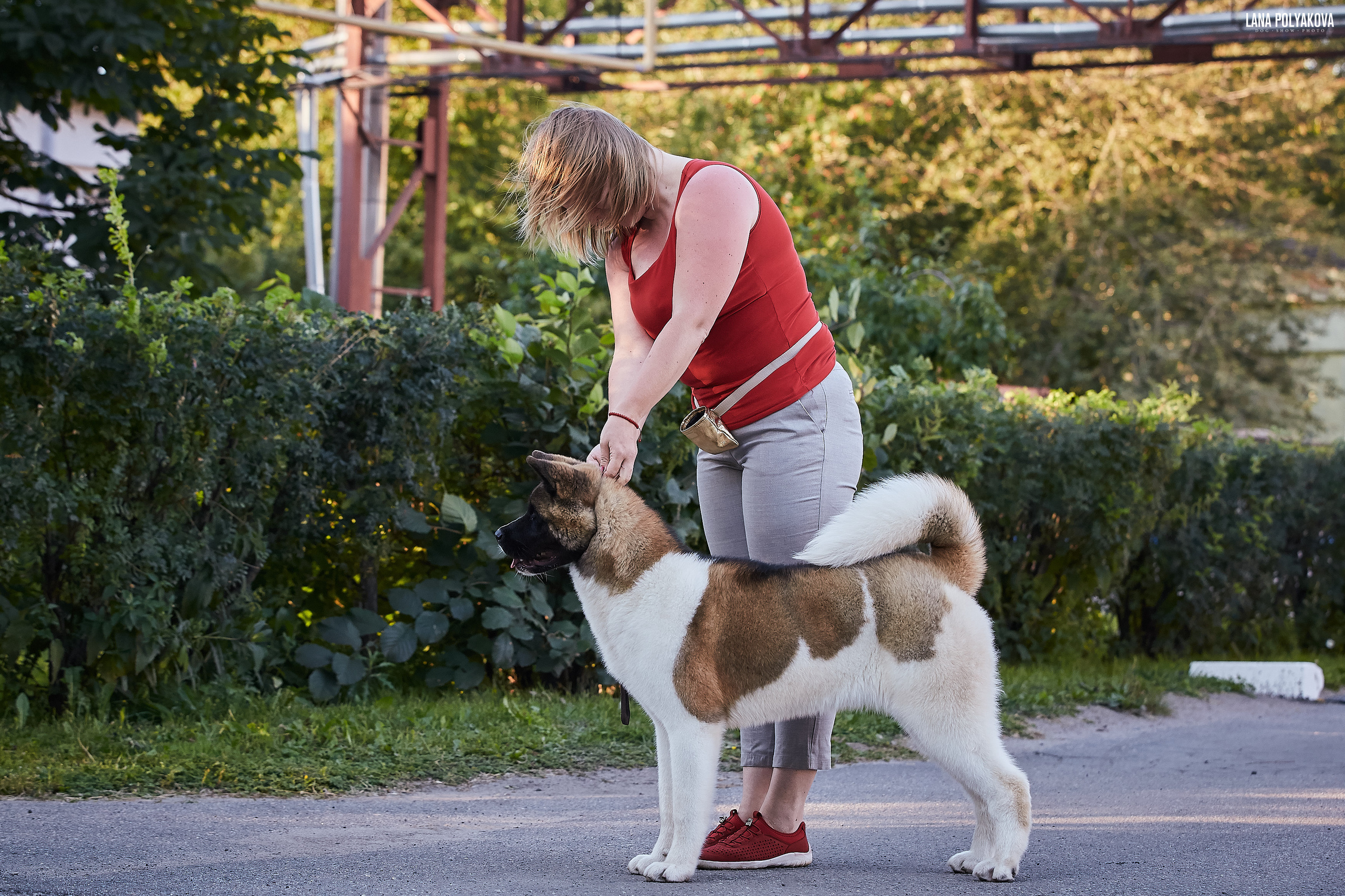 RUBYLIGHT BIYA * Бия американская акита Рубилайт щенки питомник