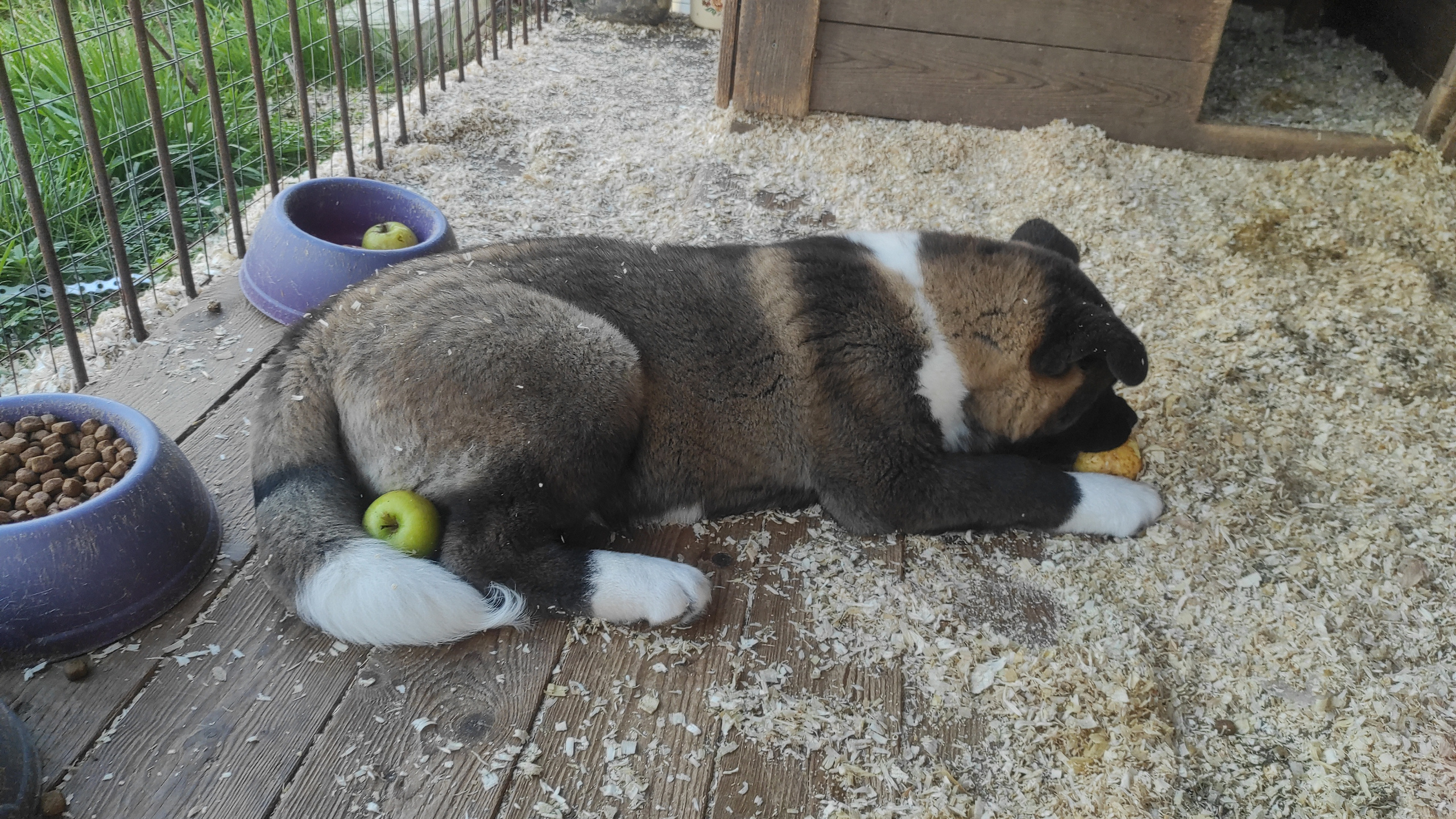 RUBYLIGHT Kiros. AMERICAN AKITA RUBYLIGHT KENNEL I SHIBA-INU