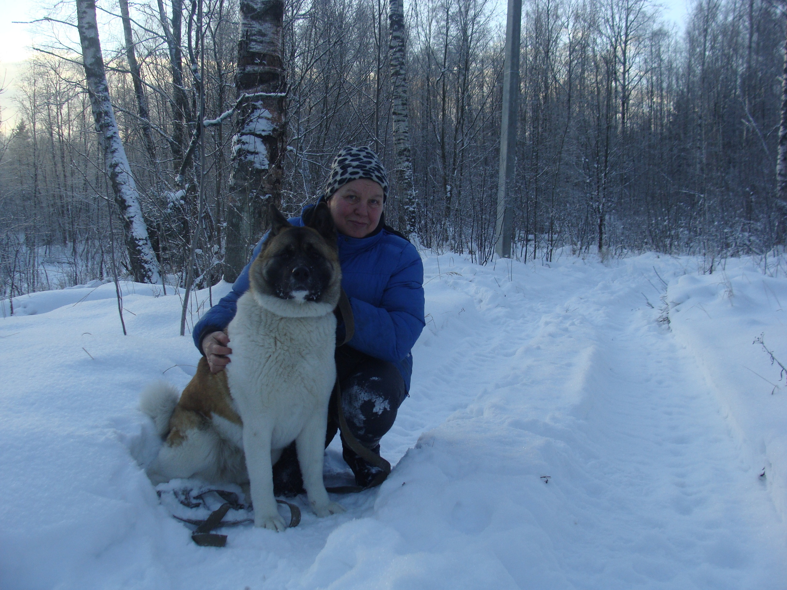 Svargas Domino * Даки. AMERICAN AKITA RUBYLIGHT KENNEL I SHIBA-INU