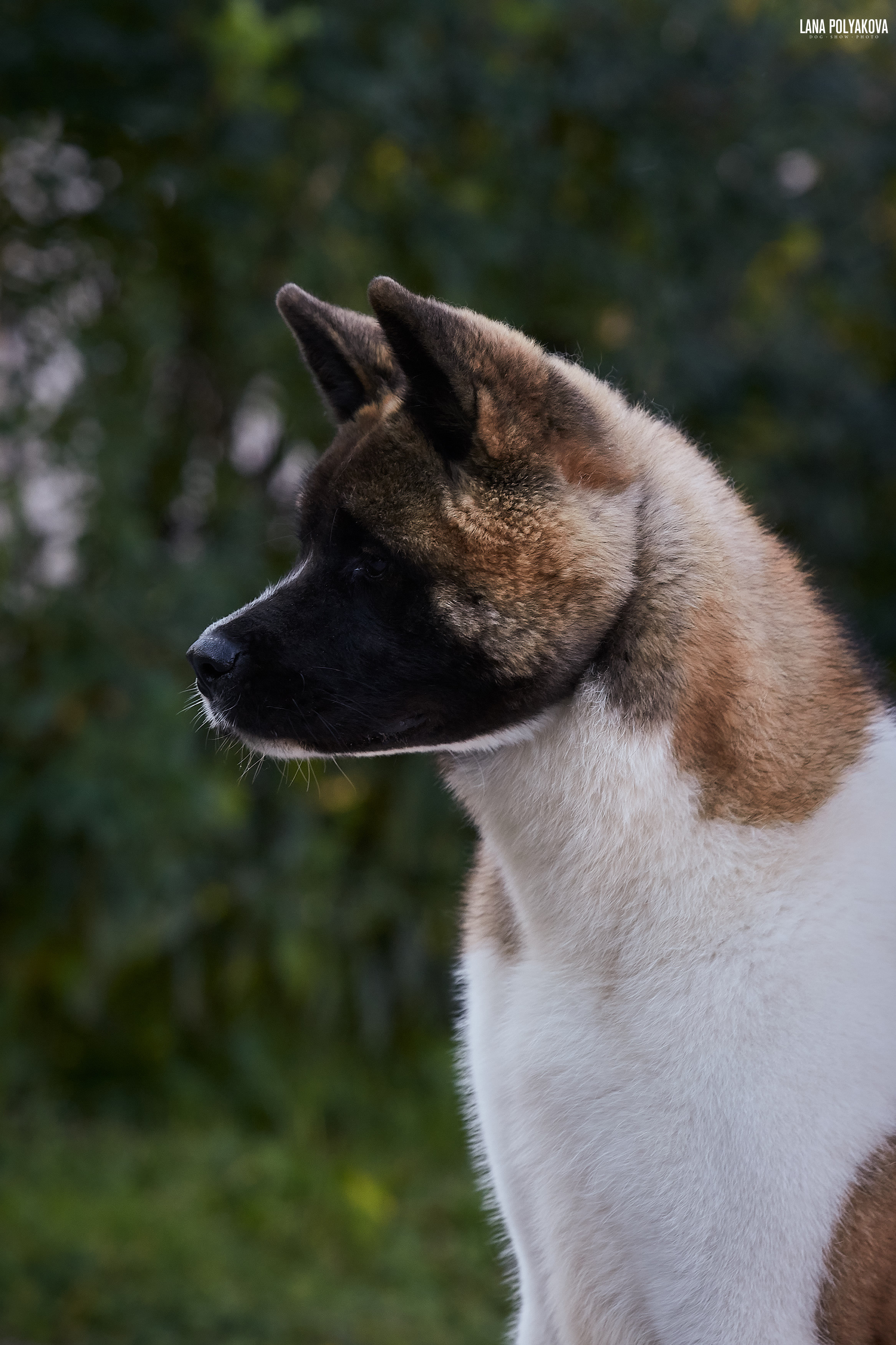 RUBYLIGHT BIYA * Бия американская акита Рубилайт щенки питомник