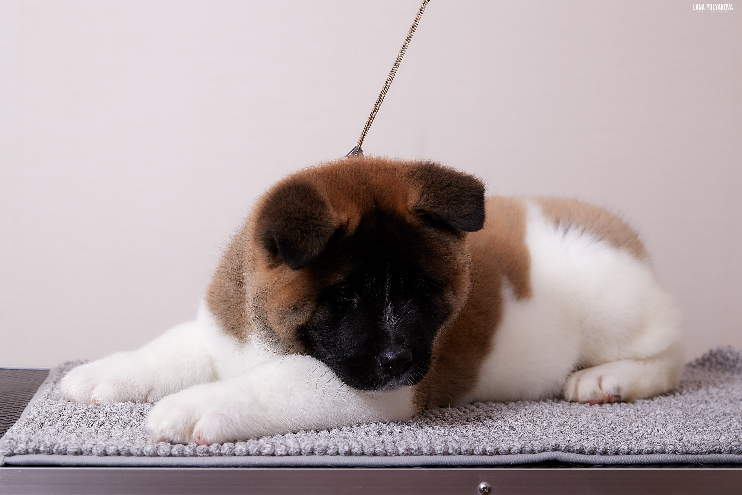 Американская акита питомник RUBYLIGHT. Американская акита I Сиба ину I Питомник RUBYLIGHT