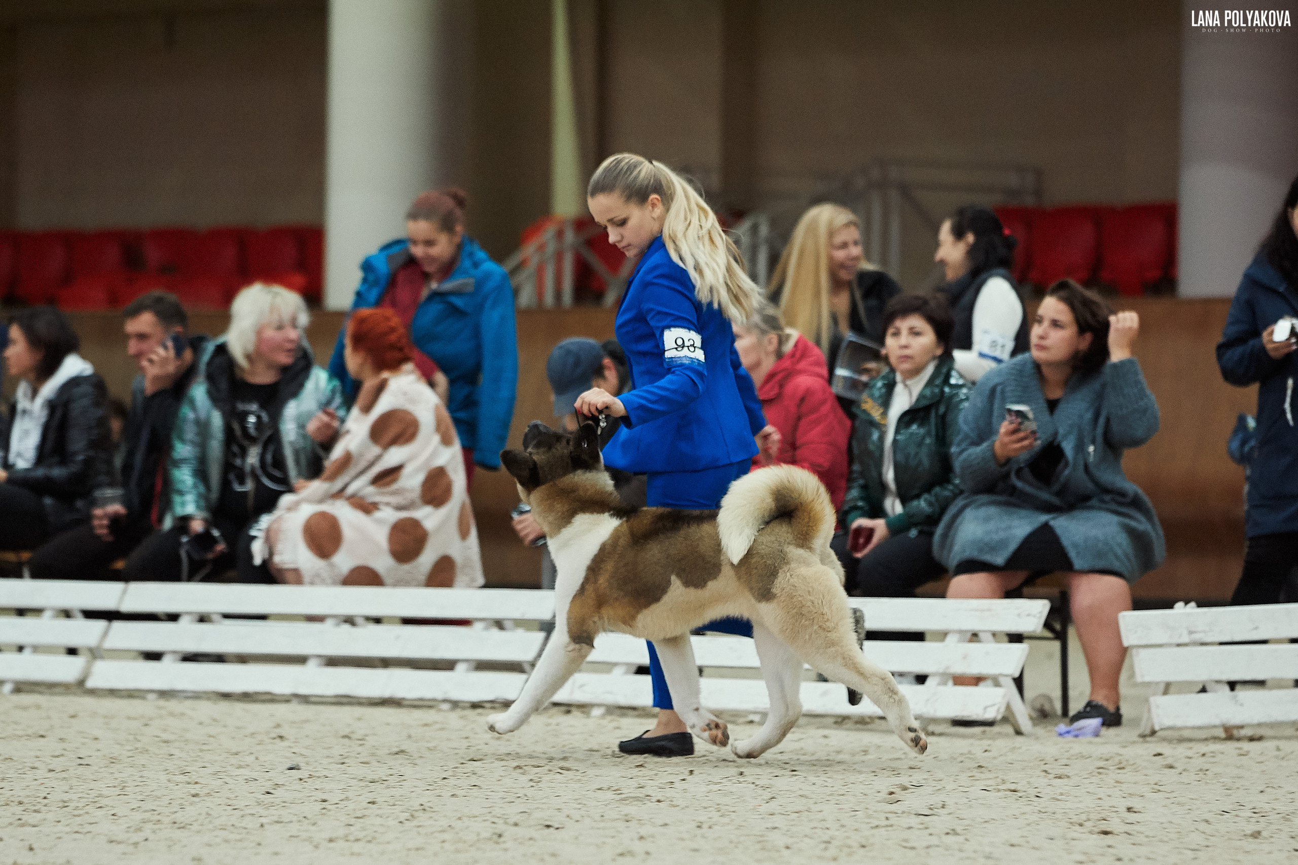 RUBYLIGHT BIYA * Бия американская акита Рубилайт щенки питомник