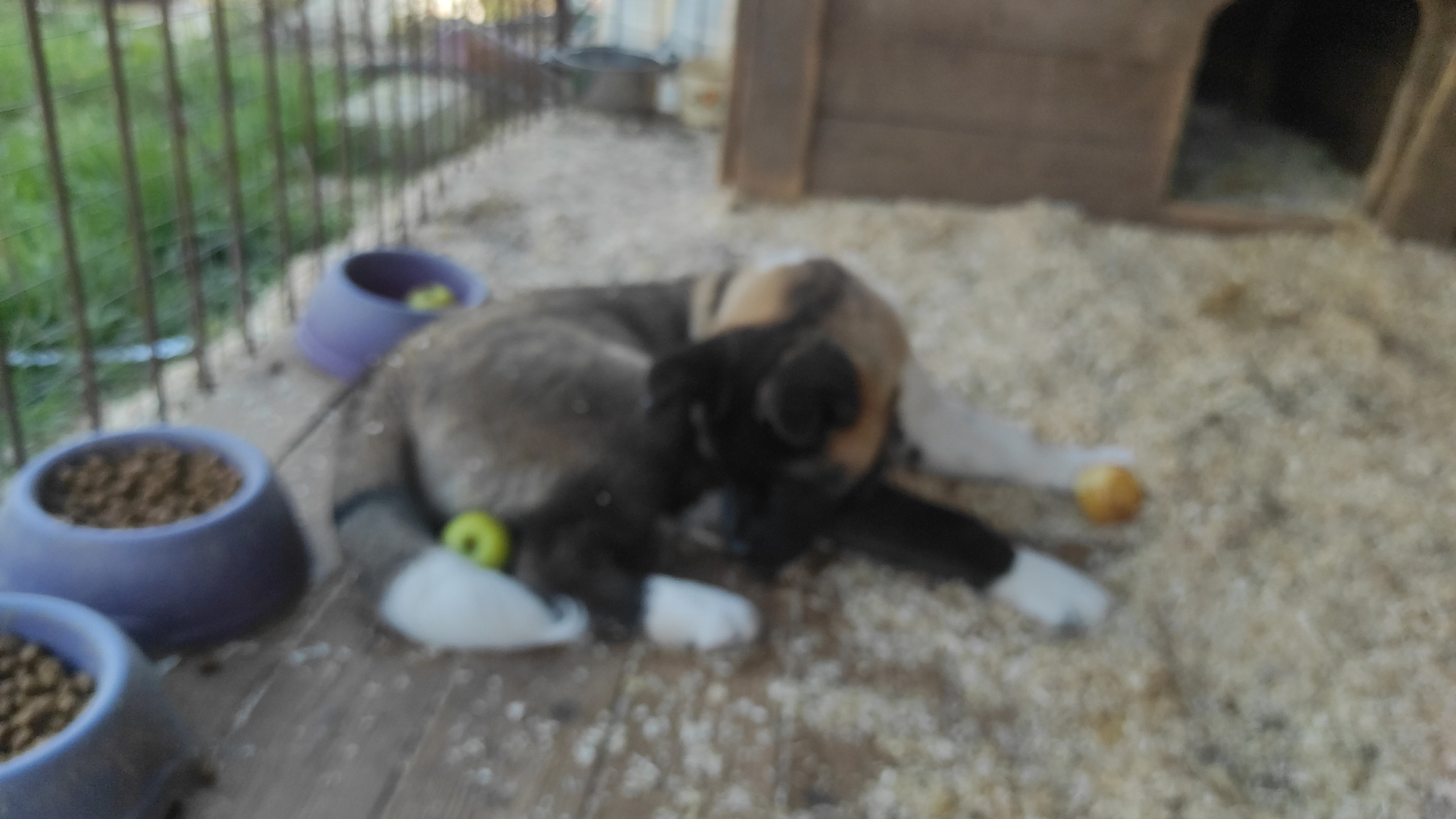 RUBYLIGHT Kiros. AMERICAN AKITA RUBYLIGHT KENNEL I SHIBA-INU