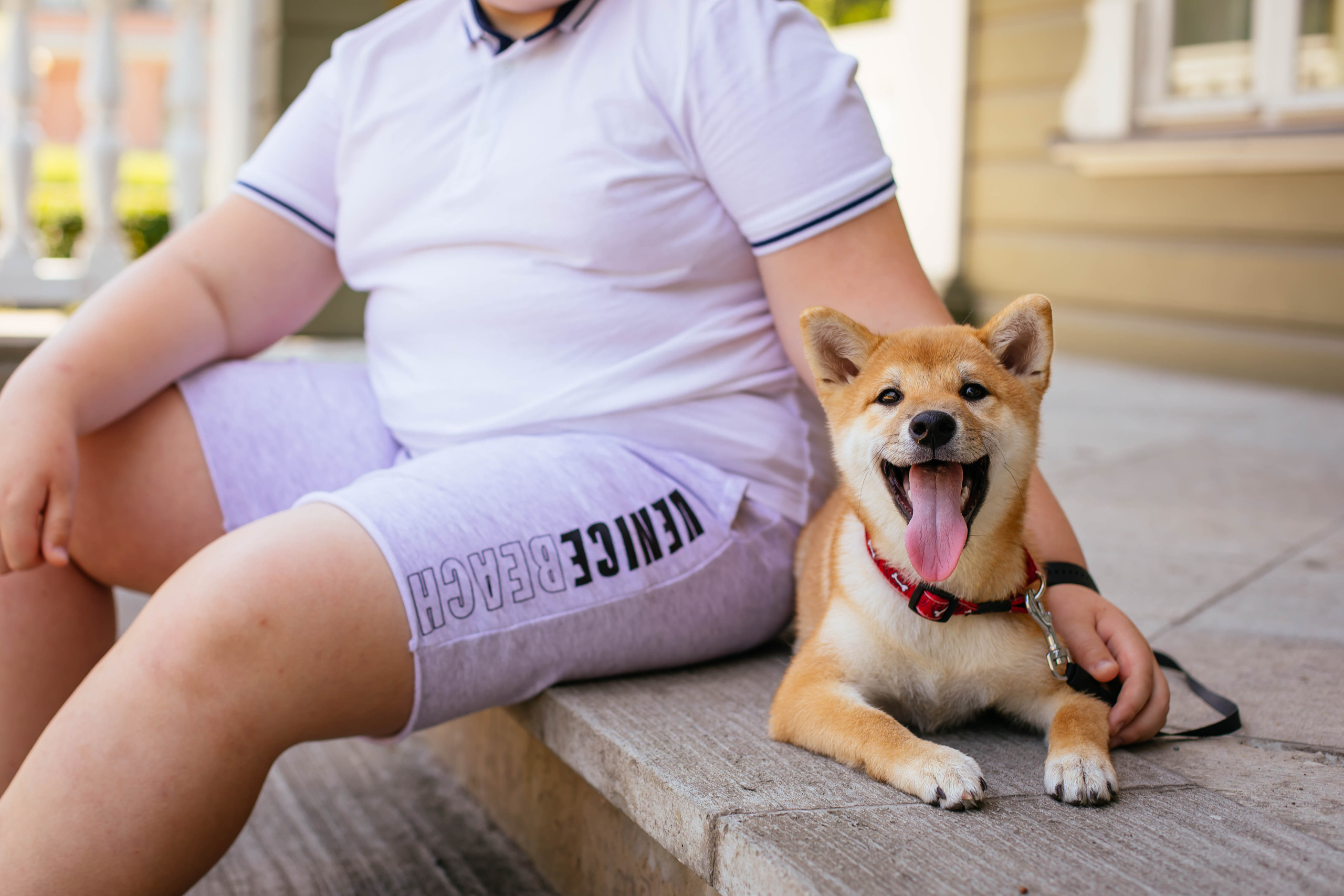 RUBYLIGHT JULY. AMERICAN AKITA RUBYLIGHT KENNEL I SHIBA-INU