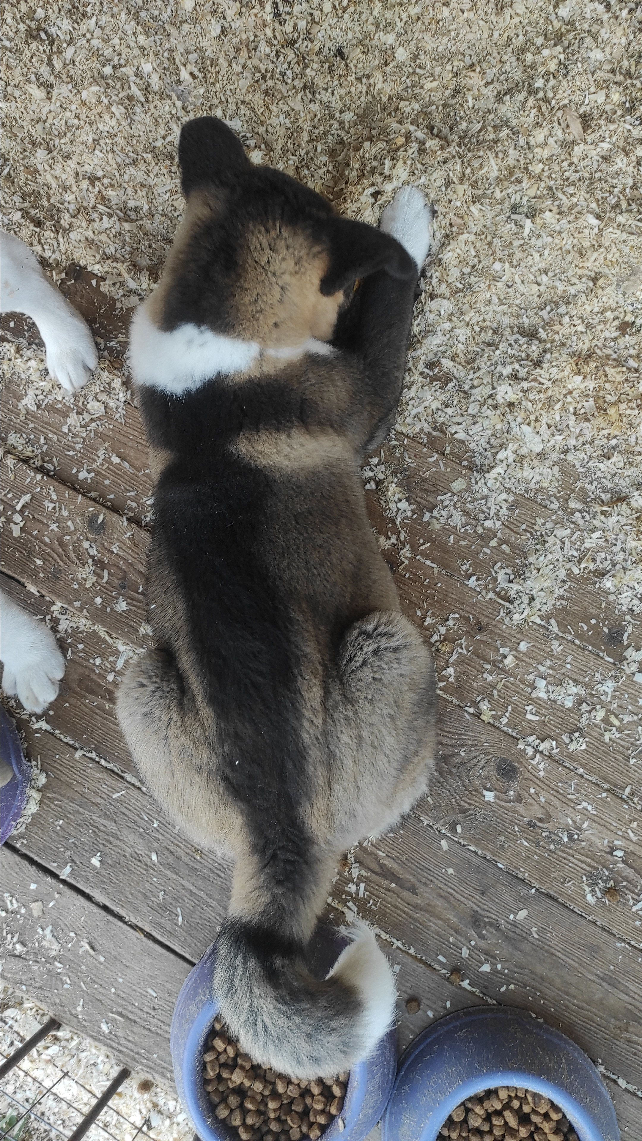 RUBYLIGHT Kiros. AMERICAN AKITA RUBYLIGHT KENNEL I SHIBA-INU