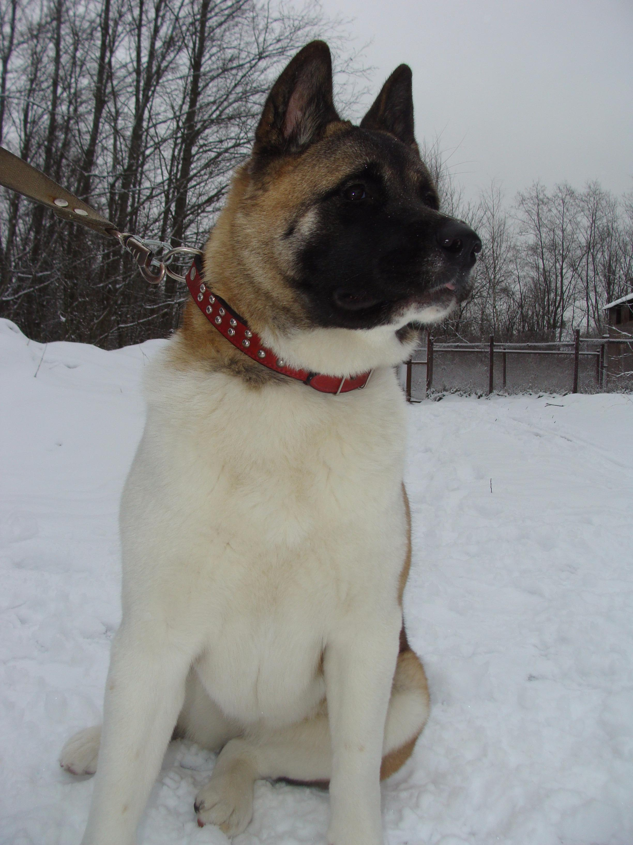 Svargas Domino * Даки. AMERICAN AKITA RUBYLIGHT KENNEL I SHIBA-INU