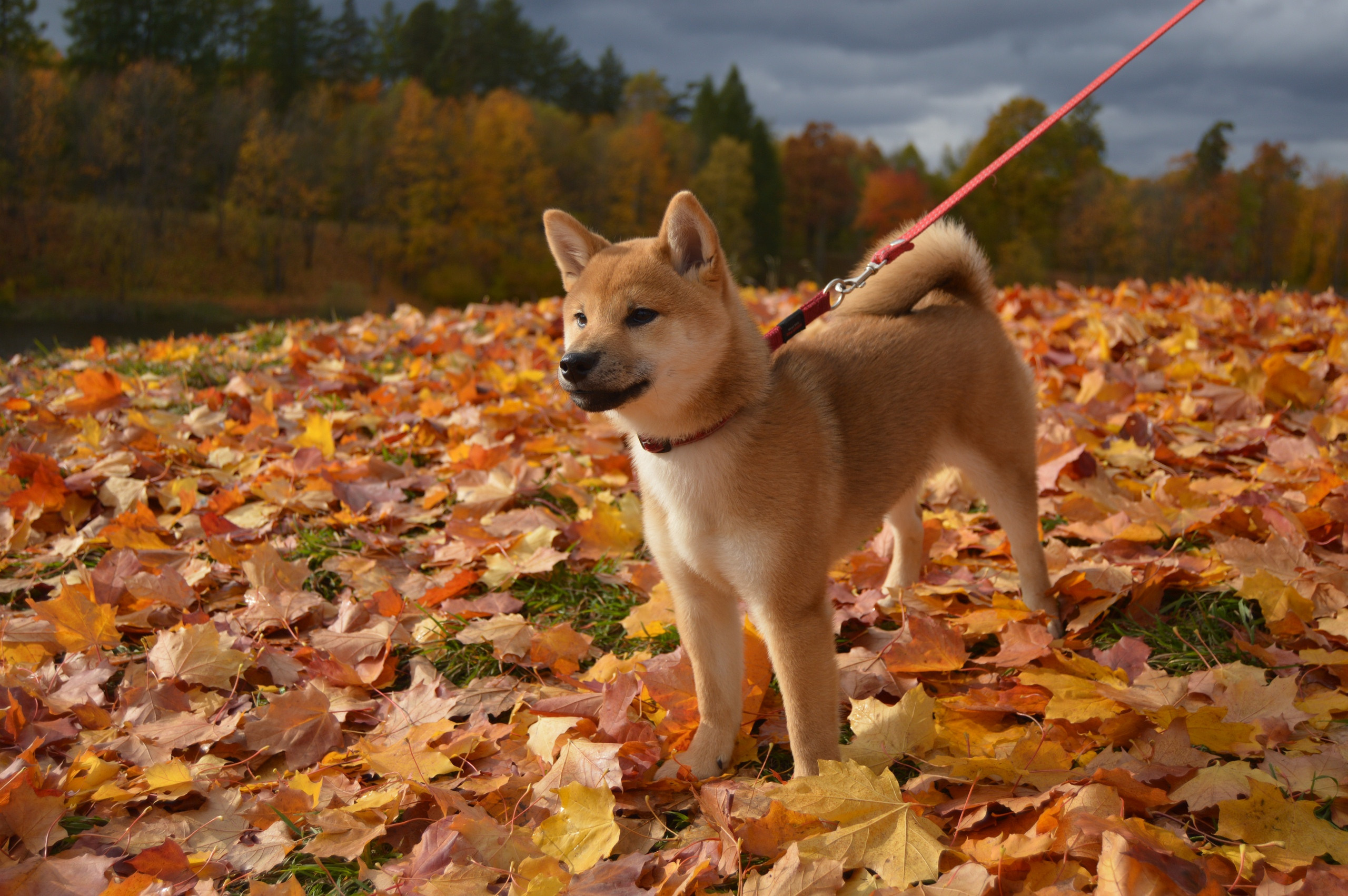 RUBYLIGHT DOLL * Долька (Отец: Хиро * HANDZIMEMESITE HIRO , Мать: Дэва * ZOLOTO PARTII DEVANA GODDESS OF HUNT) сиба