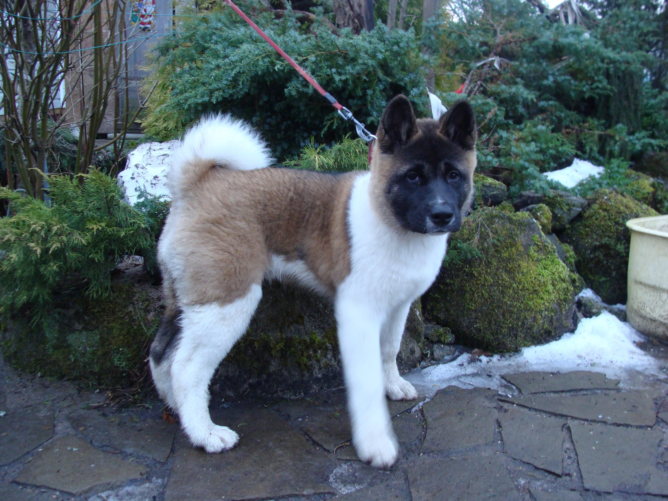 Svargas Domino * Даки. AMERICAN AKITA RUBYLIGHT KENNEL I SHIBA-INU