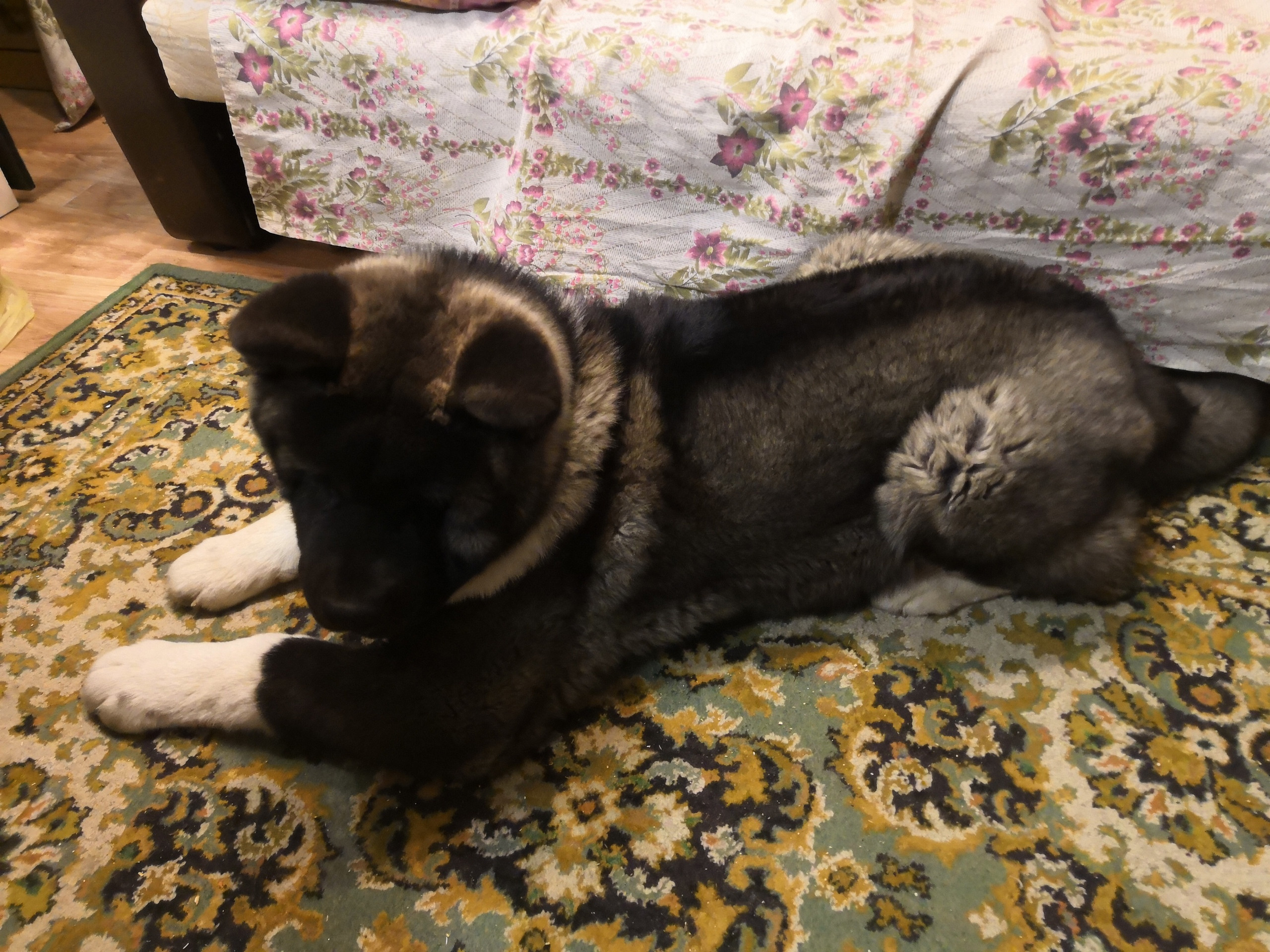 МЭР * Alter Real Merkurу  американская акита рубилайт rubylight акита вязка щенки