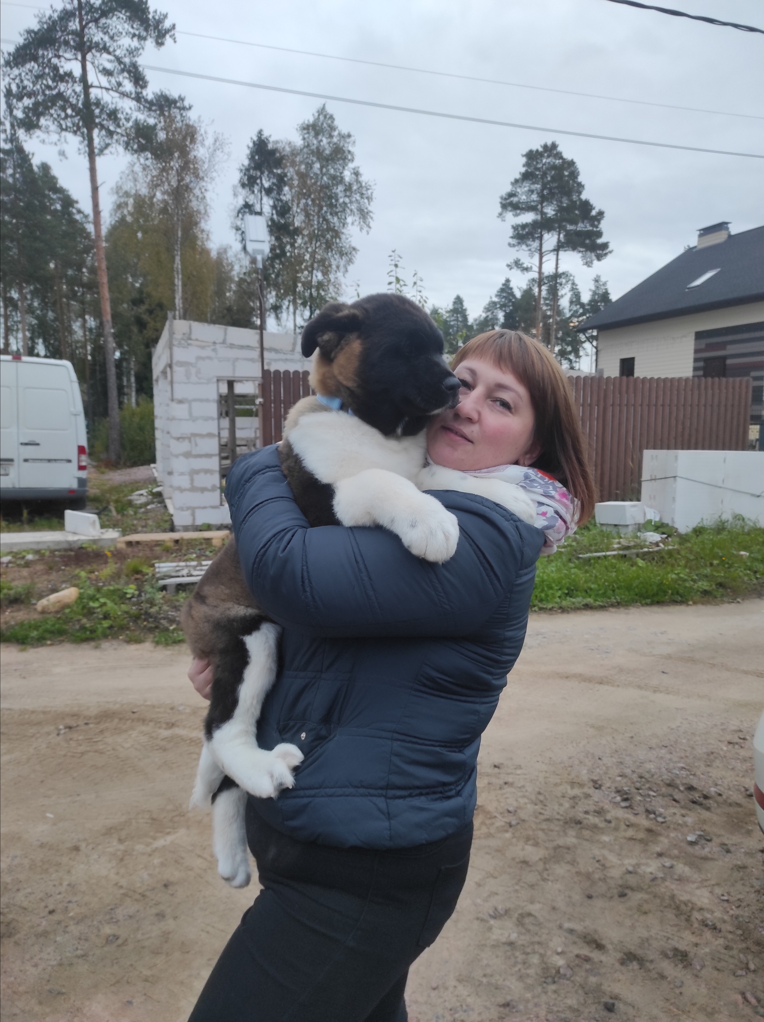 Американская акита питомник RUBYLIGHT. Американская акита I Сиба ину I Питомник RUBYLIGHT