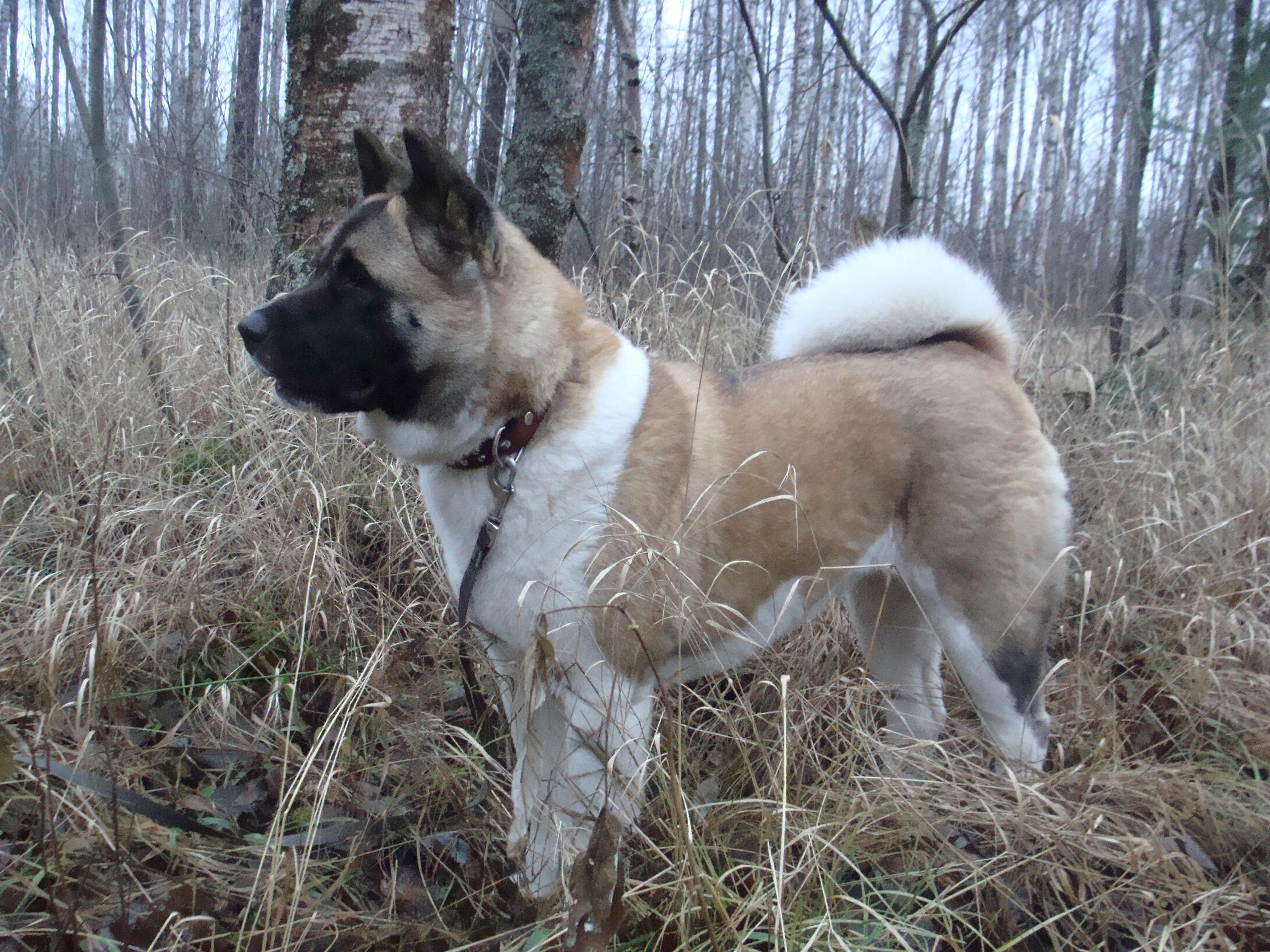 Svargas Domino * Даки. AMERICAN AKITA RUBYLIGHT KENNEL I SHIBA-INU