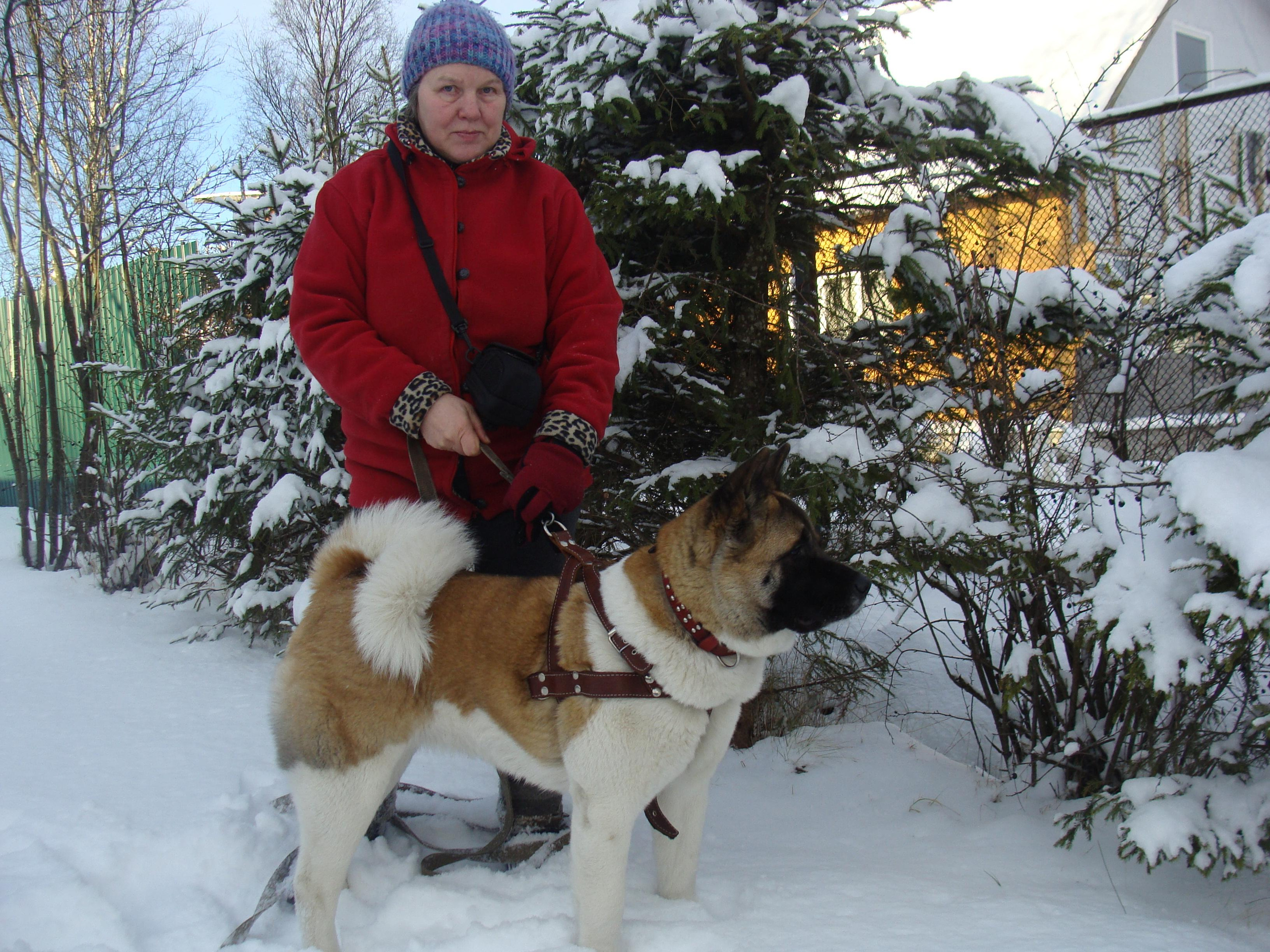 Svargas Domino * Даки. AMERICAN AKITA RUBYLIGHT KENNEL I SHIBA-INU