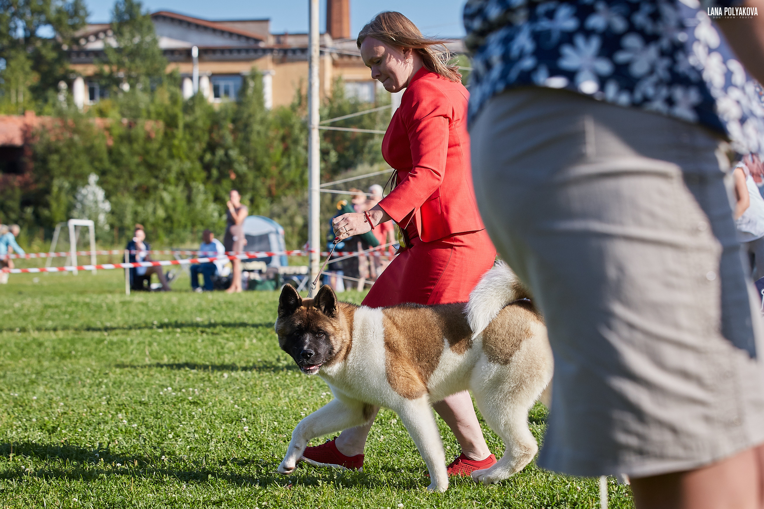 RUBYLIGHT BIYA * Бия американская акита Рубилайт щенки питомник