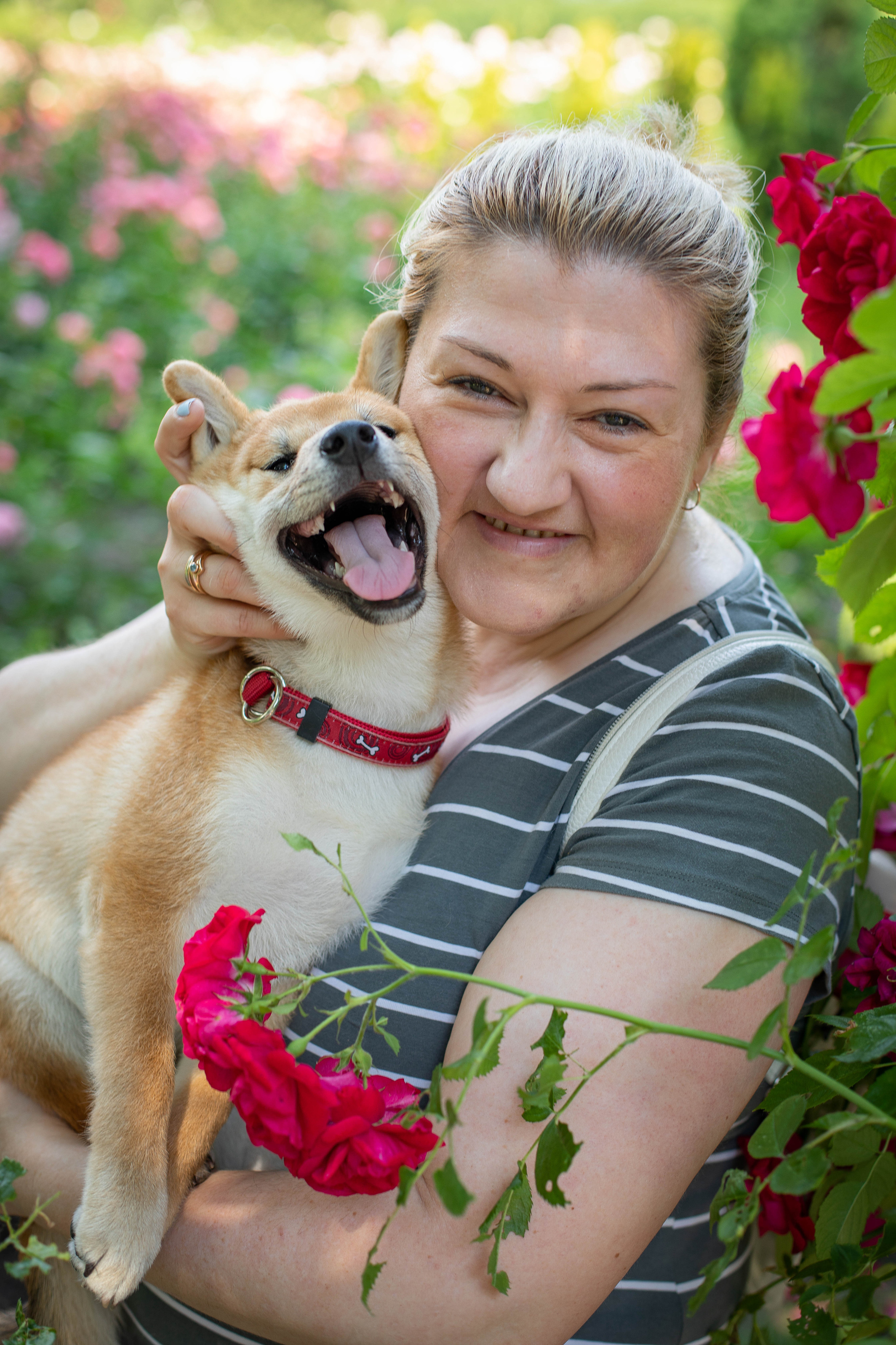 RUBYLIGHT JULY. AMERICAN AKITA RUBYLIGHT KENNEL I SHIBA-INU