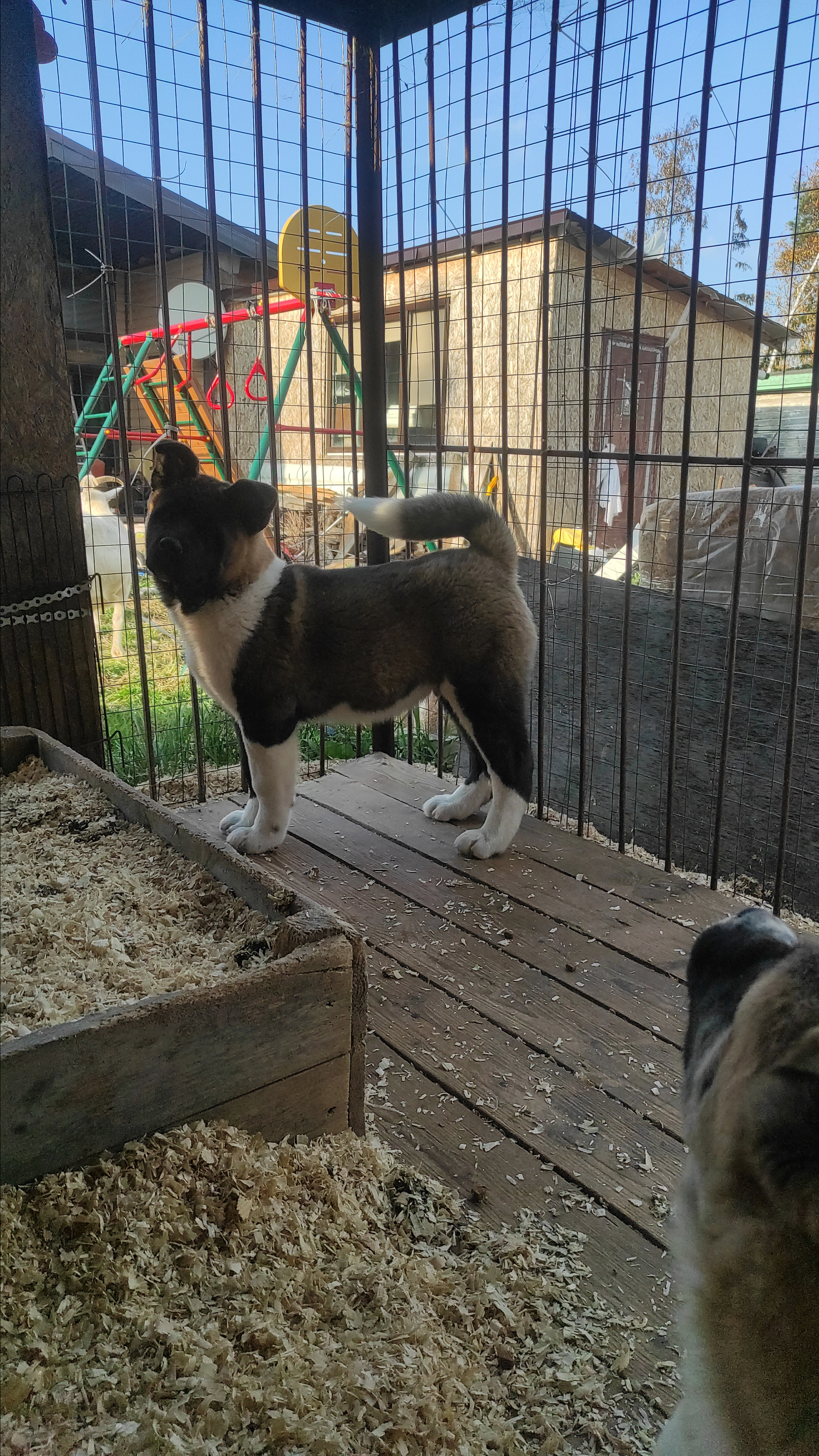 RUBYLIGHT Kiros. AMERICAN AKITA RUBYLIGHT KENNEL I SHIBA-INU