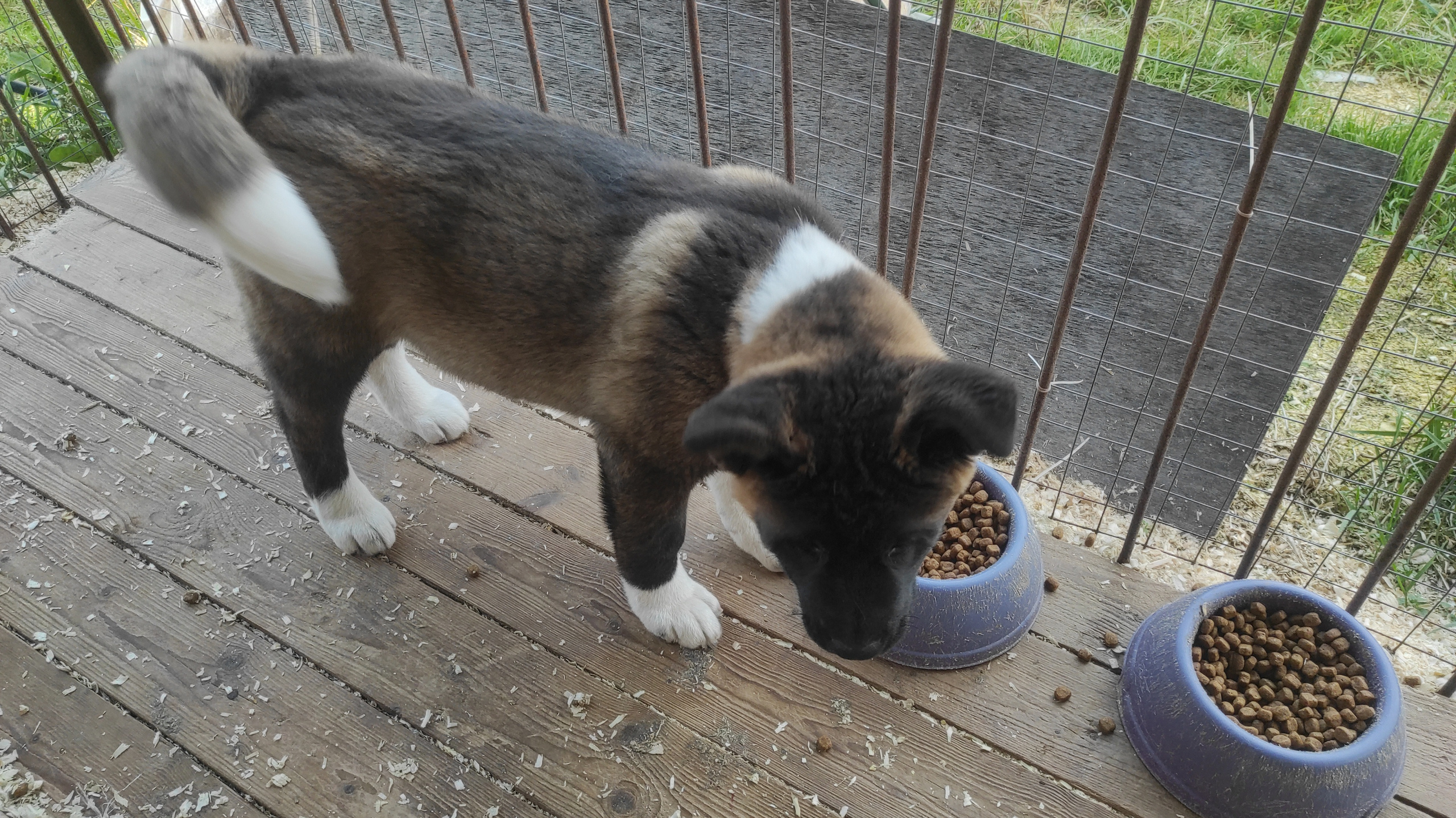 RUBYLIGHT Kiros. AMERICAN AKITA RUBYLIGHT KENNEL I SHIBA-INU