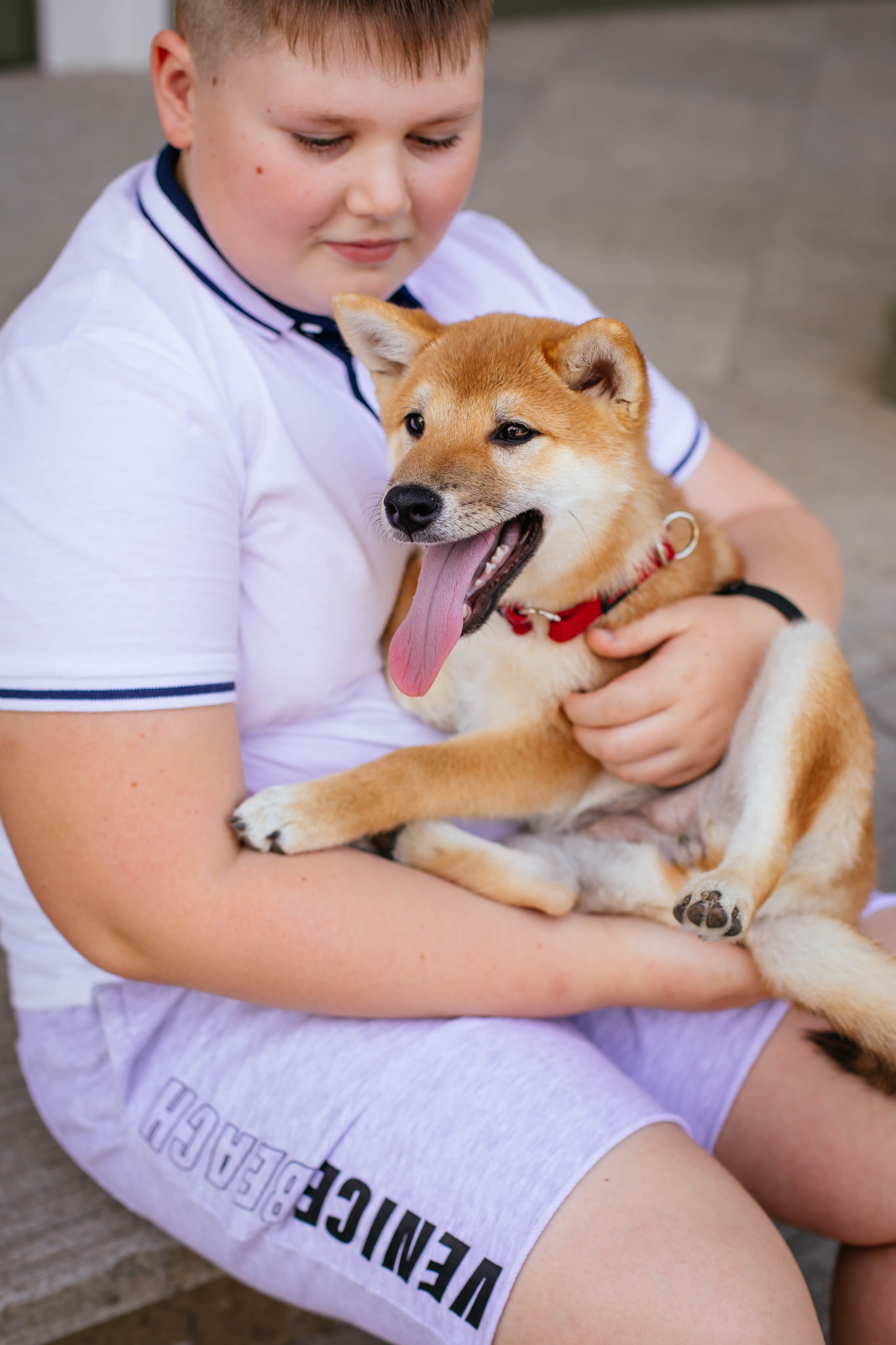 RUBYLIGHT JULY. AMERICAN AKITA RUBYLIGHT KENNEL I SHIBA-INU