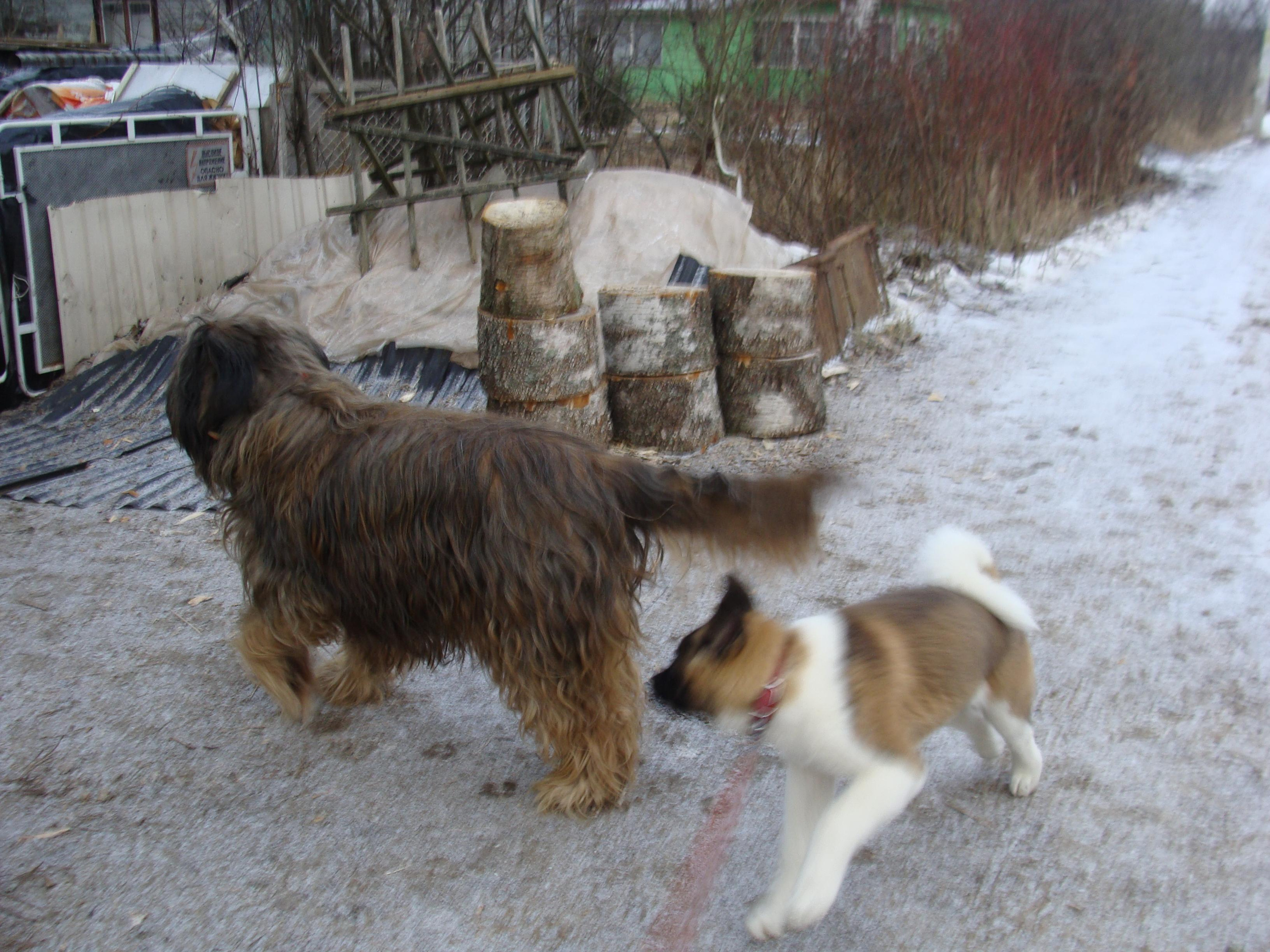 Svargas Domino * Даки. AMERICAN AKITA RUBYLIGHT KENNEL I SHIBA-INU