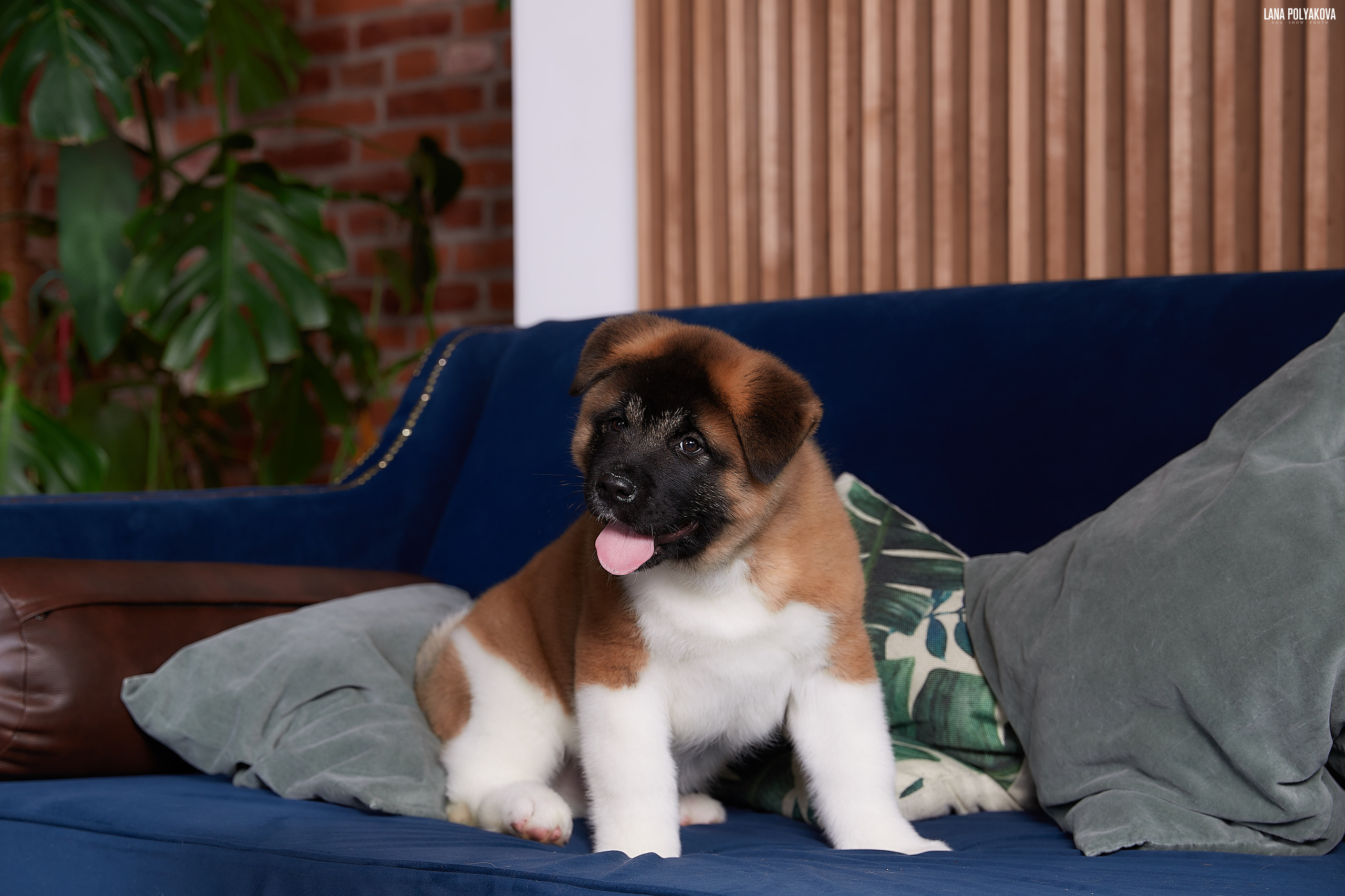 RUBYLIGHT BOREALIS * Боря. AMERICAN AKITA RUBYLIGHT KENNEL I SHIBA-INU