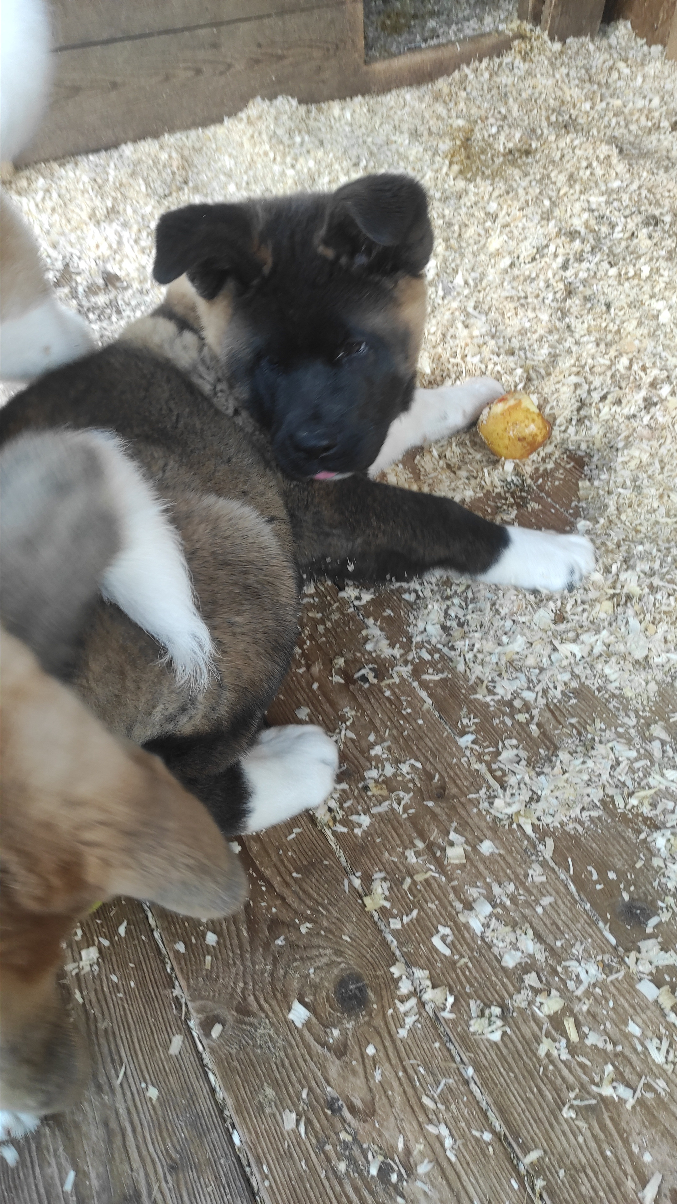 RUBYLIGHT Kiros. AMERICAN AKITA RUBYLIGHT KENNEL I SHIBA-INU