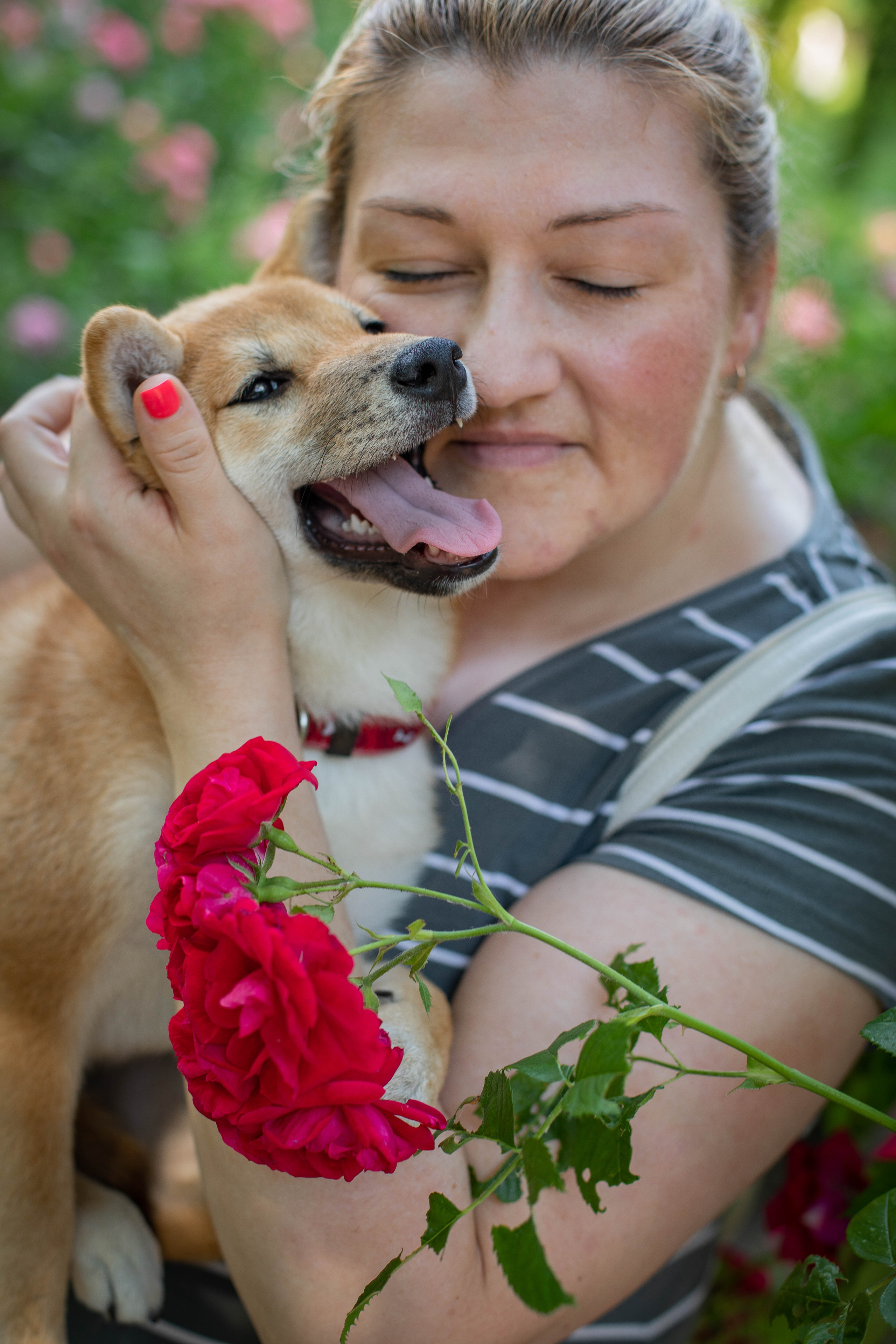 RUBYLIGHT JULY. AMERICAN AKITA RUBYLIGHT KENNEL I SHIBA-INU