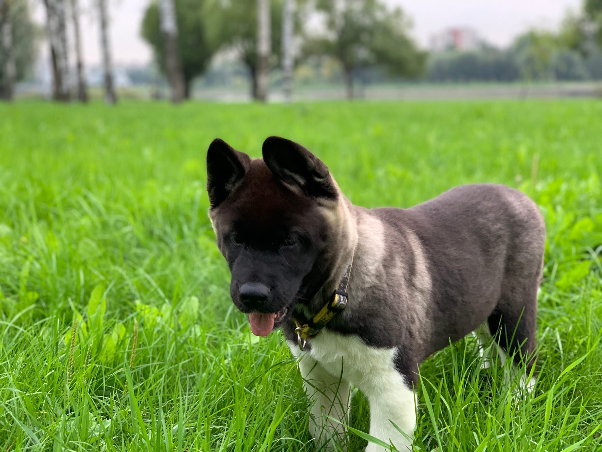 RUBYLIGHT Kamillus, дата рождения 09.06.2021Отец: Alter Real MercuryМать: Infinit Happy, Американская Акита RUBYLIGHT Санкт-Петербург