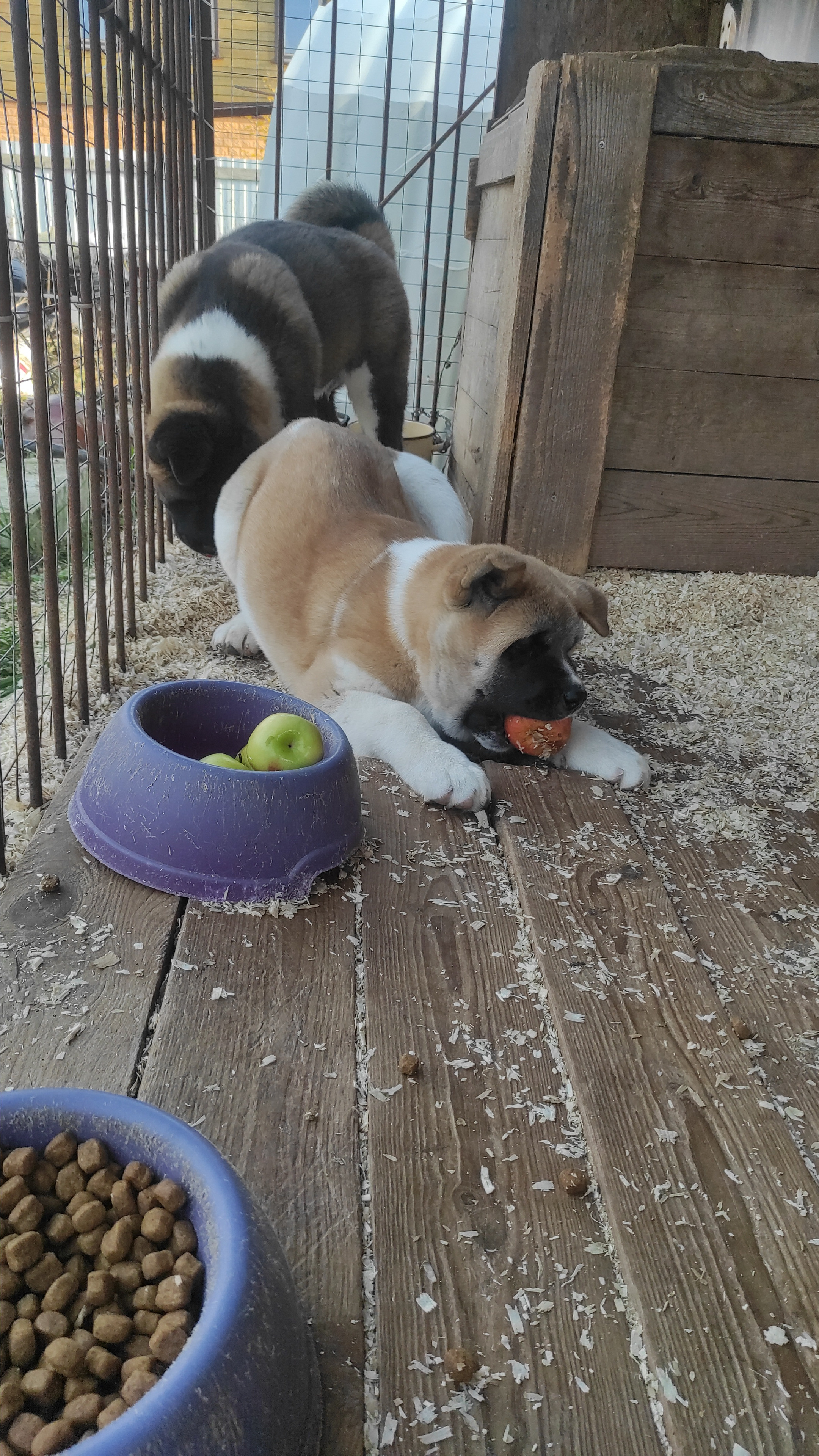 Американская акита питомник RUBYLIGHT. Американская акита I Сиба ину I Питомник RUBYLIGHT