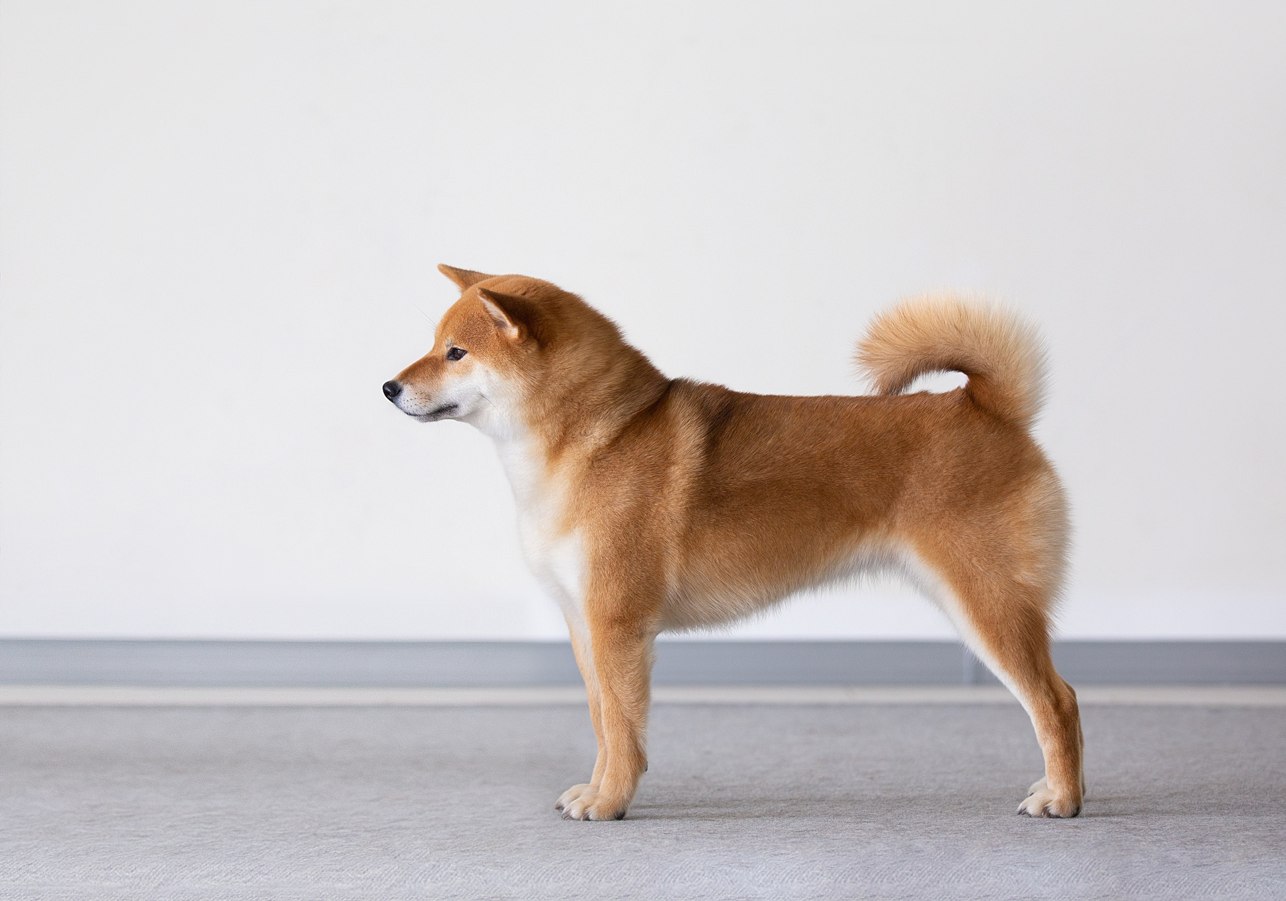 RUBYLIGHT DOLL * Долька (Отец: Хиро * HANDZIMEMESITE HIRO , Мать: Дэва * ZOLOTO PARTII DEVANA GODDESS OF HUNT) сиба