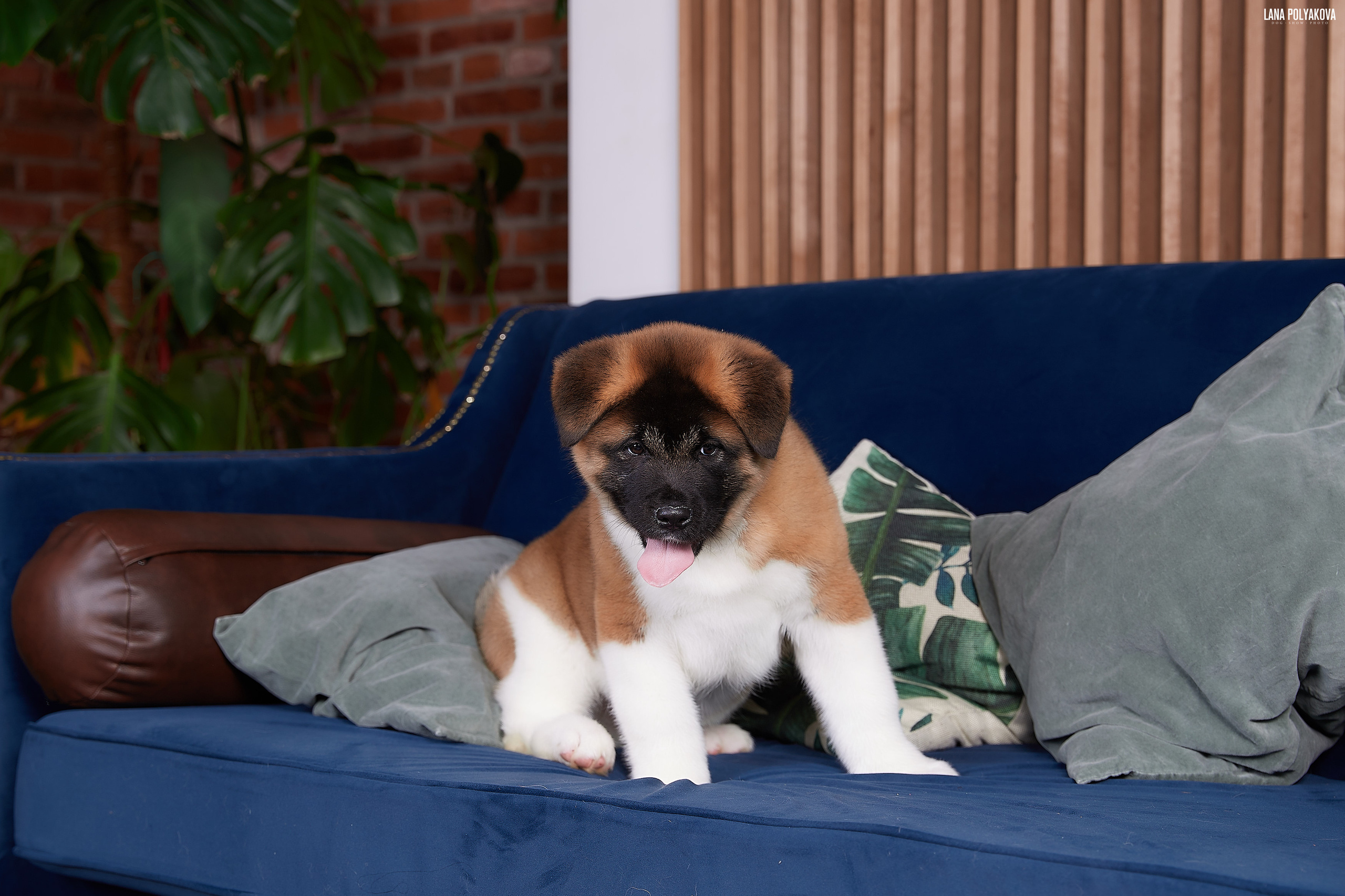 RUBYLIGHT BOREALIS * Боря. AMERICAN AKITA RUBYLIGHT KENNEL I SHIBA-INU