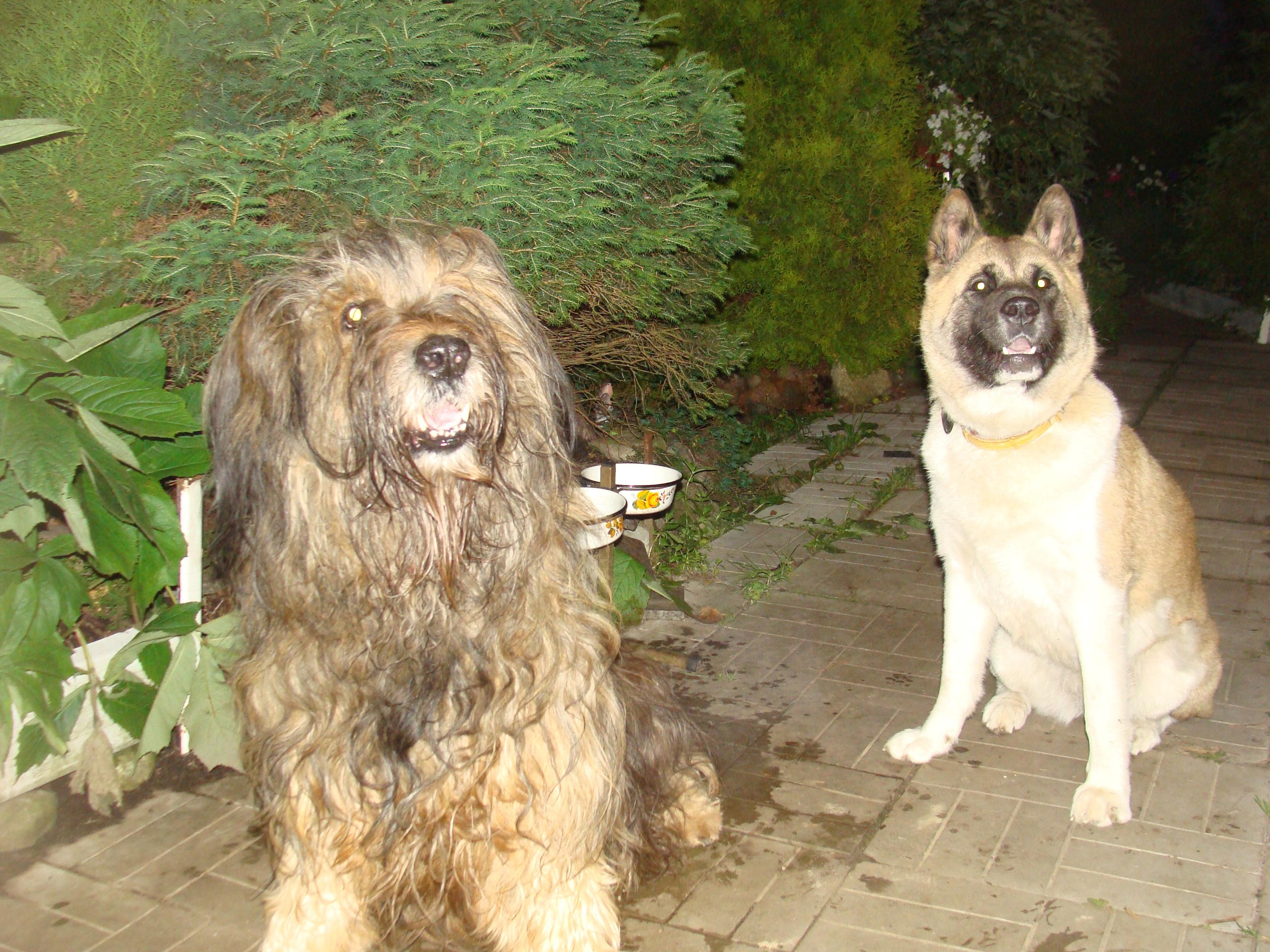 Svargas Domino * Даки. AMERICAN AKITA RUBYLIGHT KENNEL I SHIBA-INU