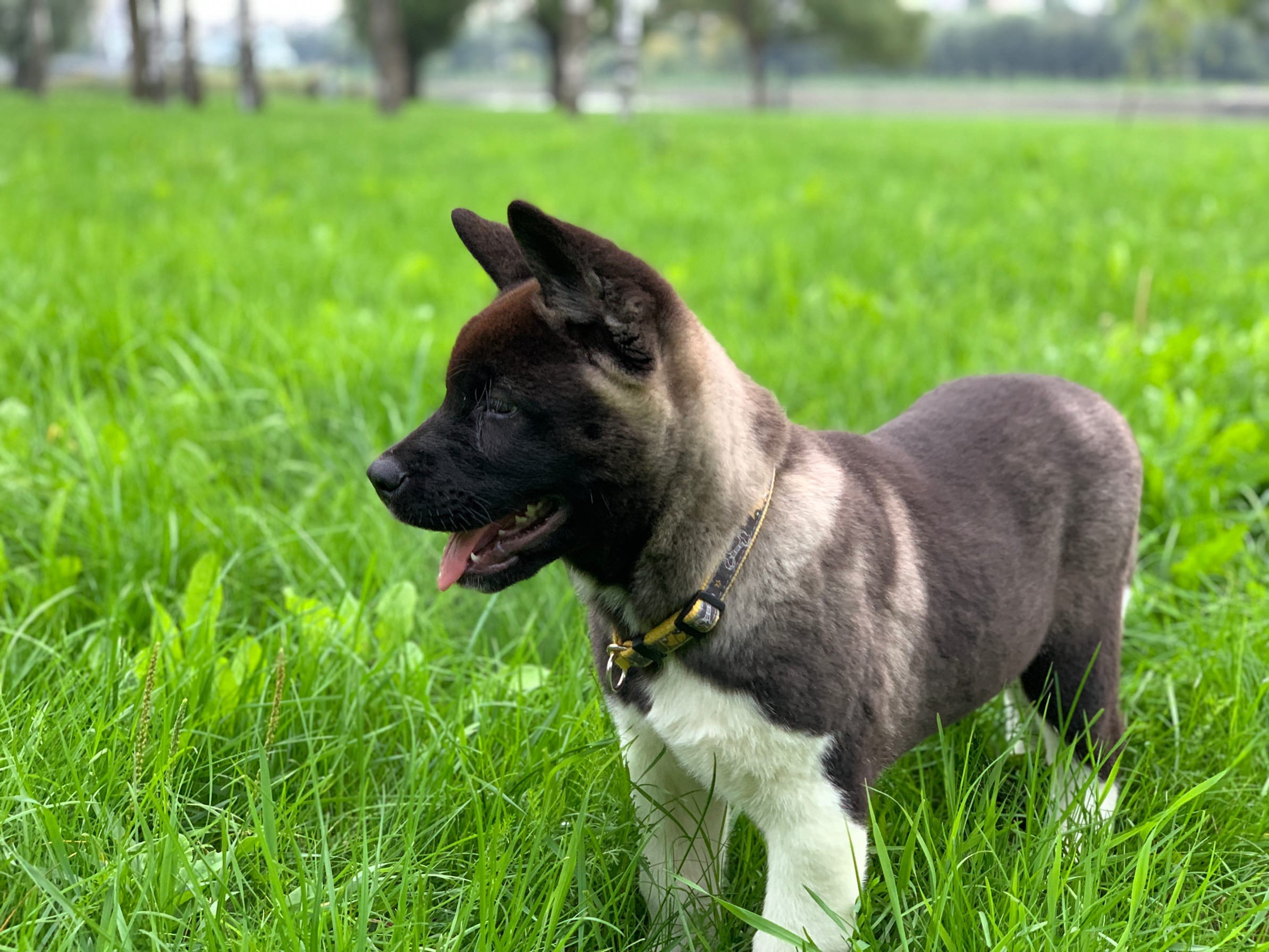 RUBYLIGHT Kamillus, дата рождения 09.06.2021Отец: Alter Real MercuryМать: Infinit Happy, Американская Акита RUBYLIGHT Санкт-Петербург