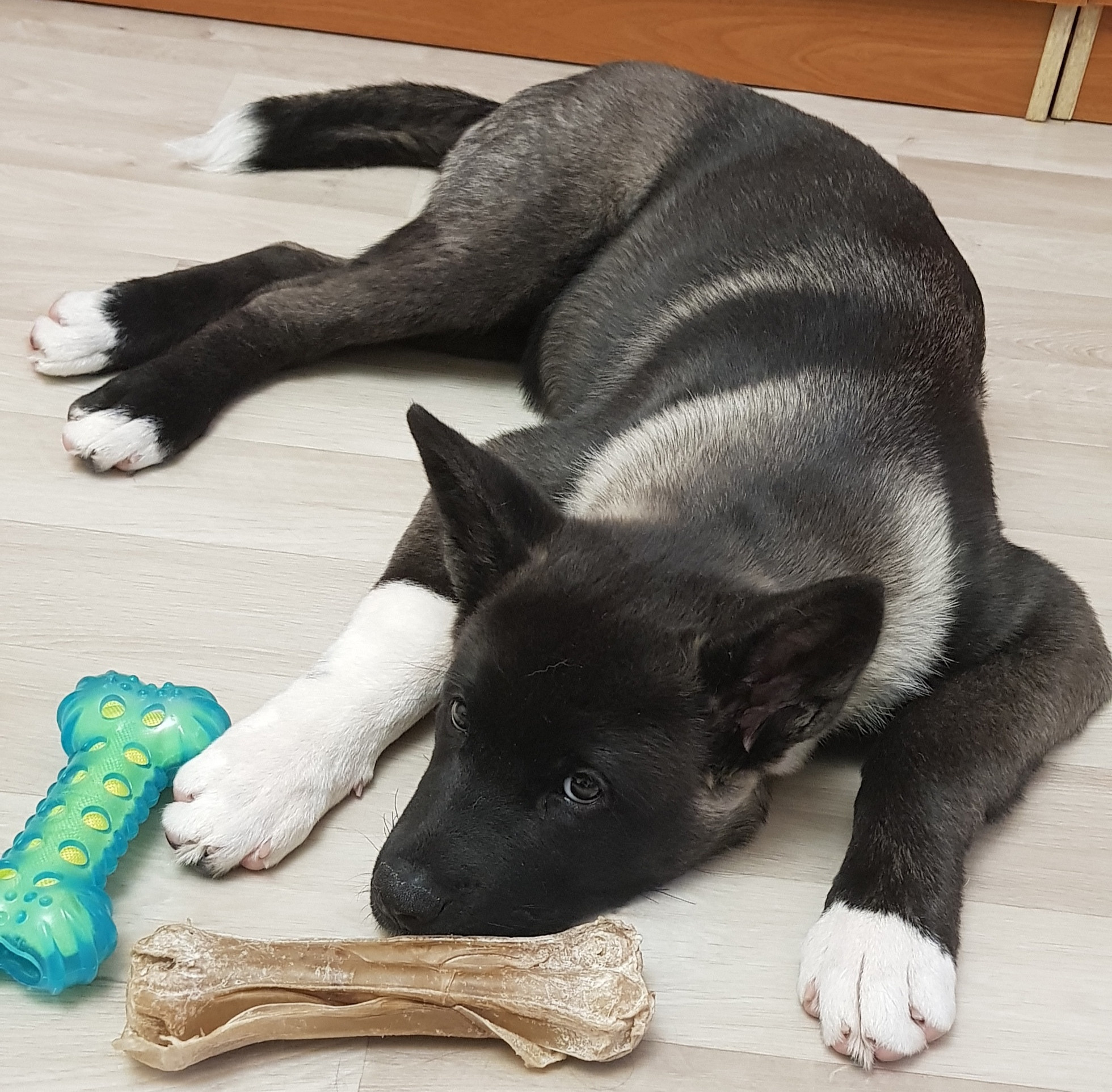 Американская акита питомник RUBYLIGHT. Американская акита I Сиба ину I Питомник RUBYLIGHT