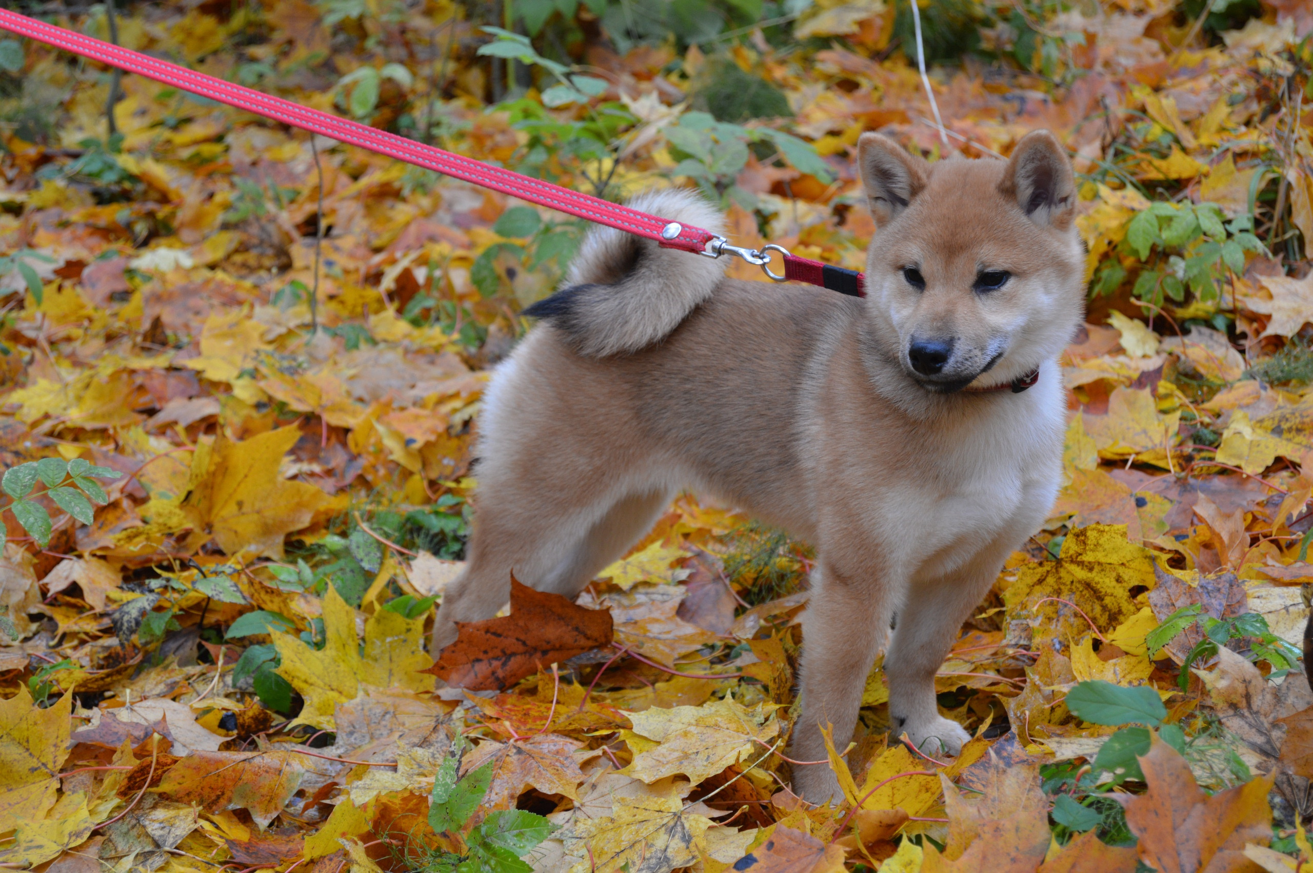 RUBYLIGHT DOLL * Долька (Отец: Хиро * HANDZIMEMESITE HIRO , Мать: Дэва * ZOLOTO PARTII DEVANA GODDESS OF HUNT) сиба