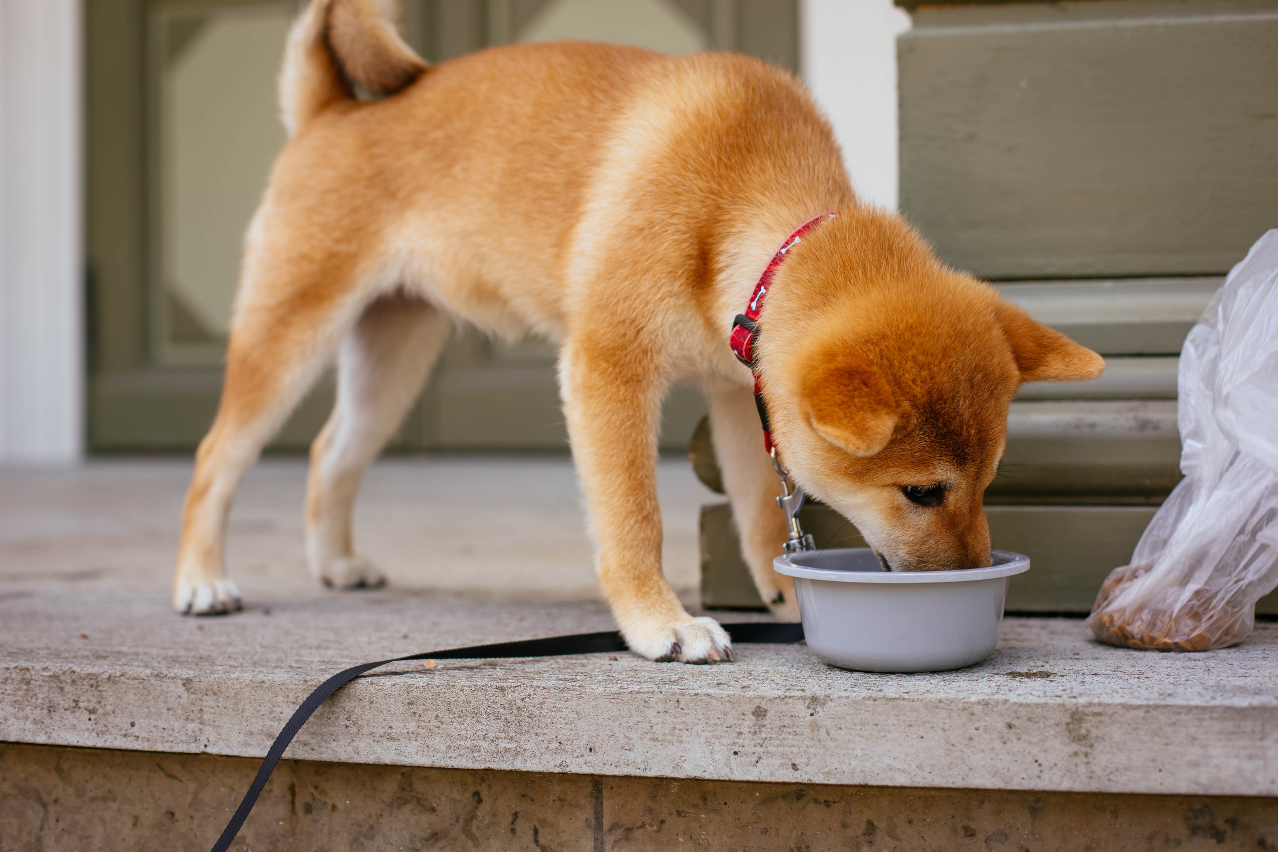 RUBYLIGHT JULY. AMERICAN AKITA RUBYLIGHT KENNEL I SHIBA-INU