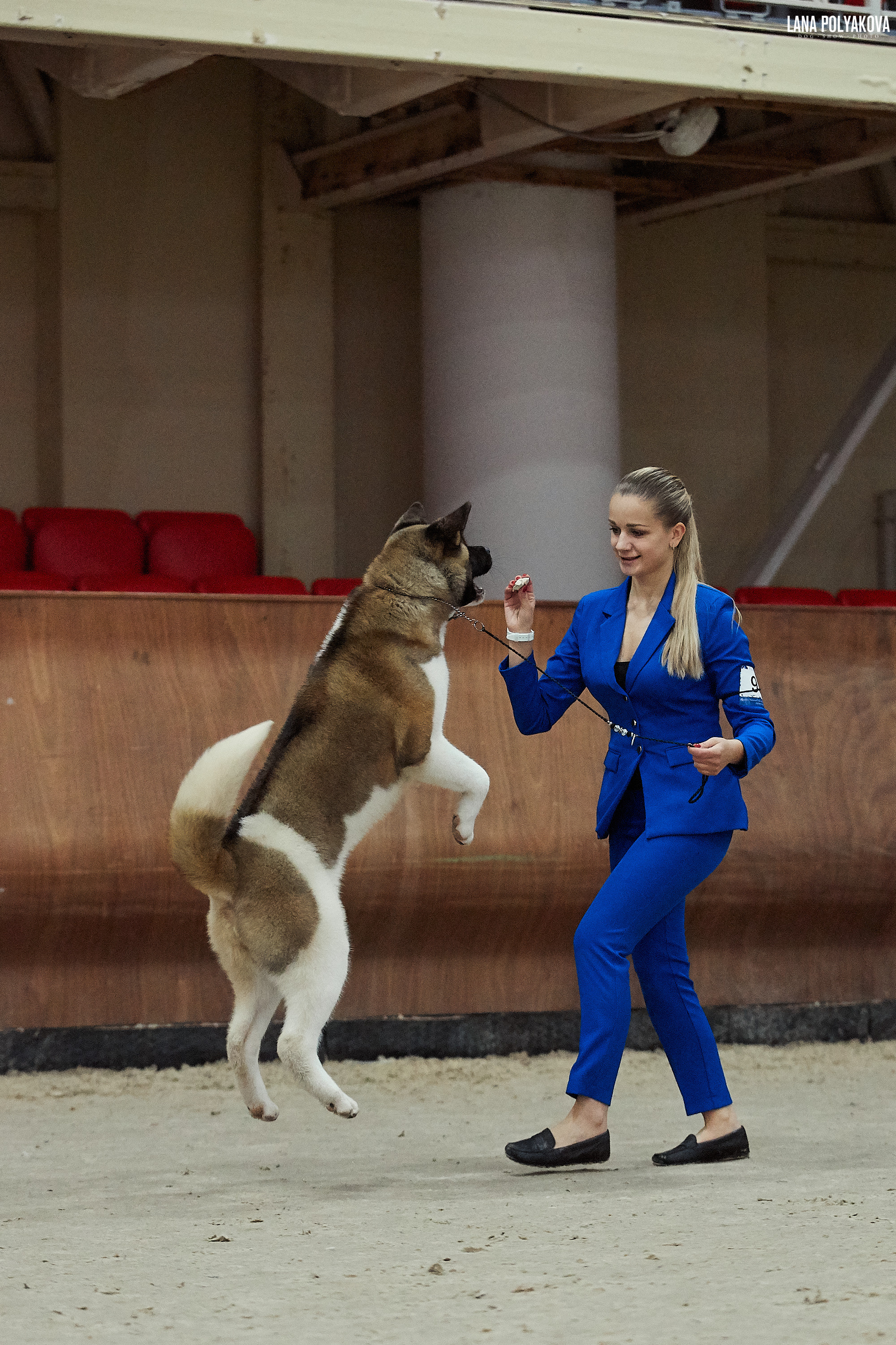 RUBYLIGHT BIYA * Бия американская акита Рубилайт щенки питомник