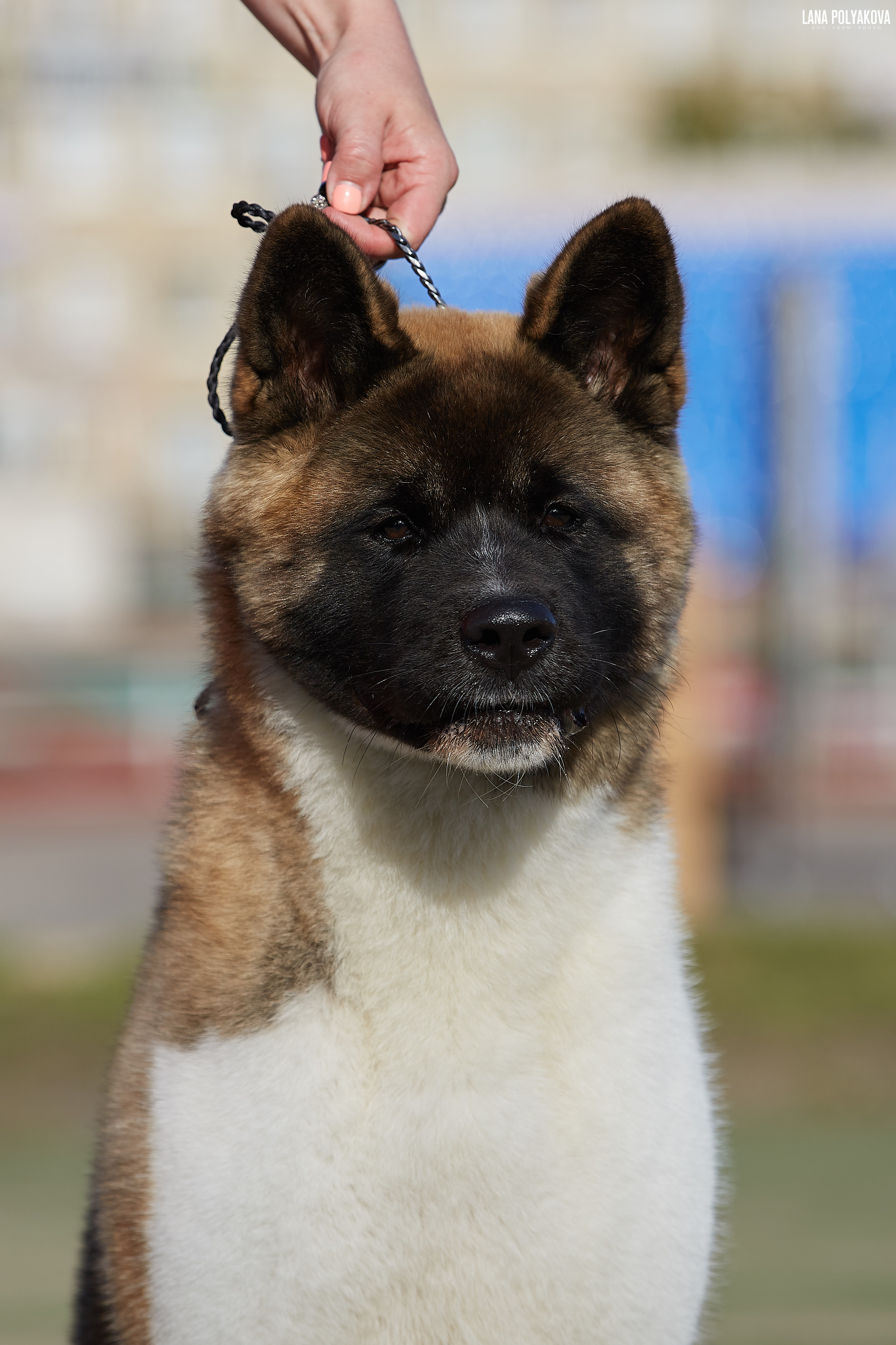 RUBYLIGHT BIYA * Бия американская акита Рубилайт щенки питомник