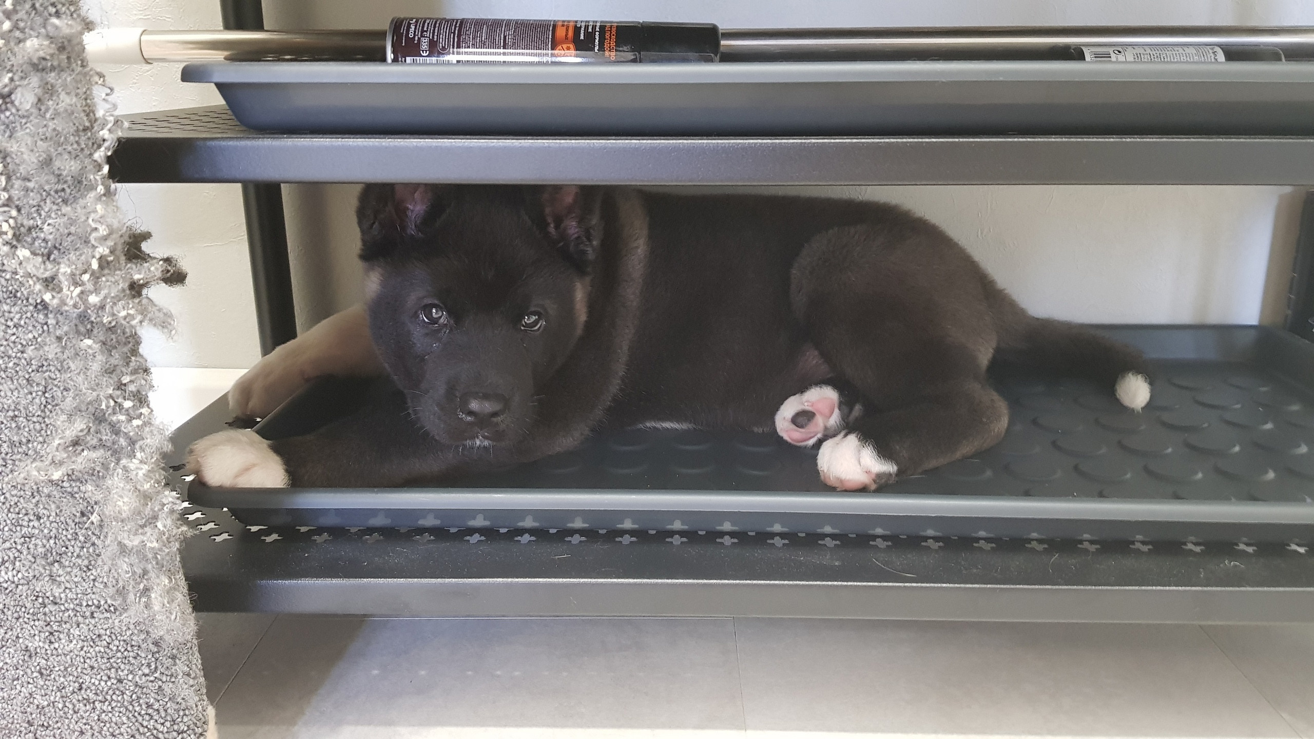 Американская акита питомник RUBYLIGHT. Американская акита I Сиба ину I Питомник RUBYLIGHT