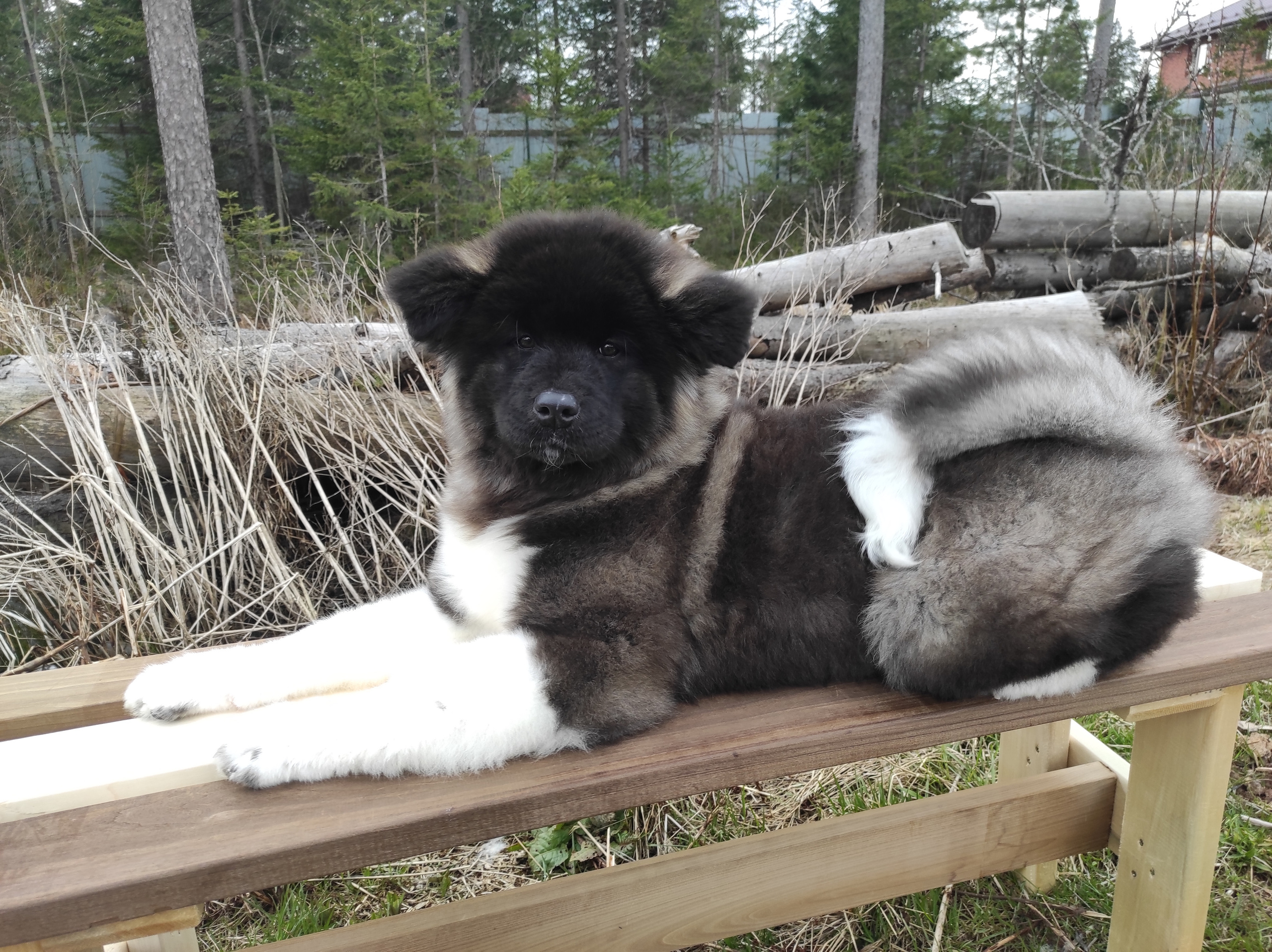 RUBYLIGHT HANNA * Ханна. AMERICAN AKITA RUBYLIGHT KENNEL I SHIBA-INU