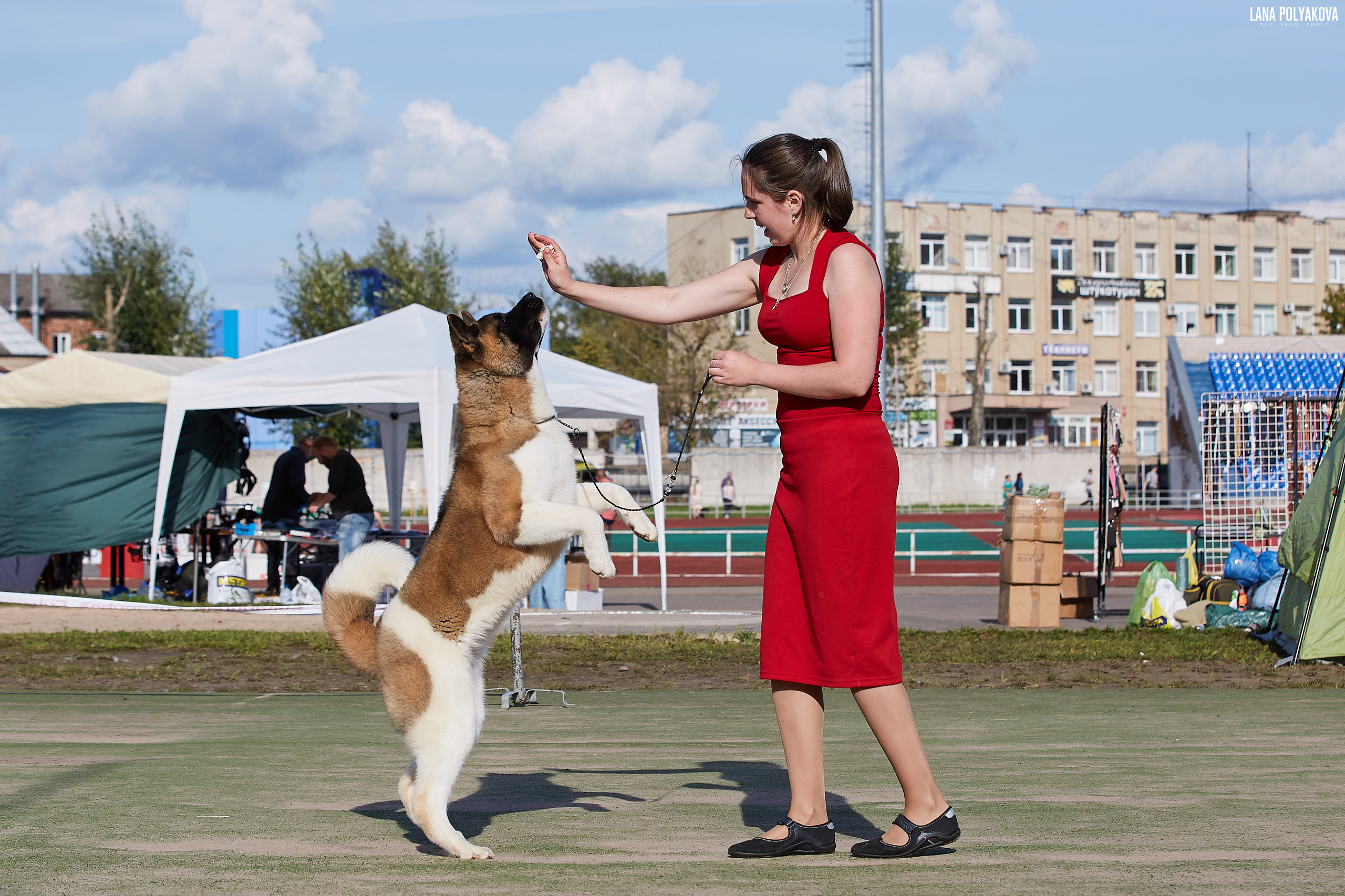 RUBYLIGHT BIYA * Бия американская акита Рубилайт щенки питомник