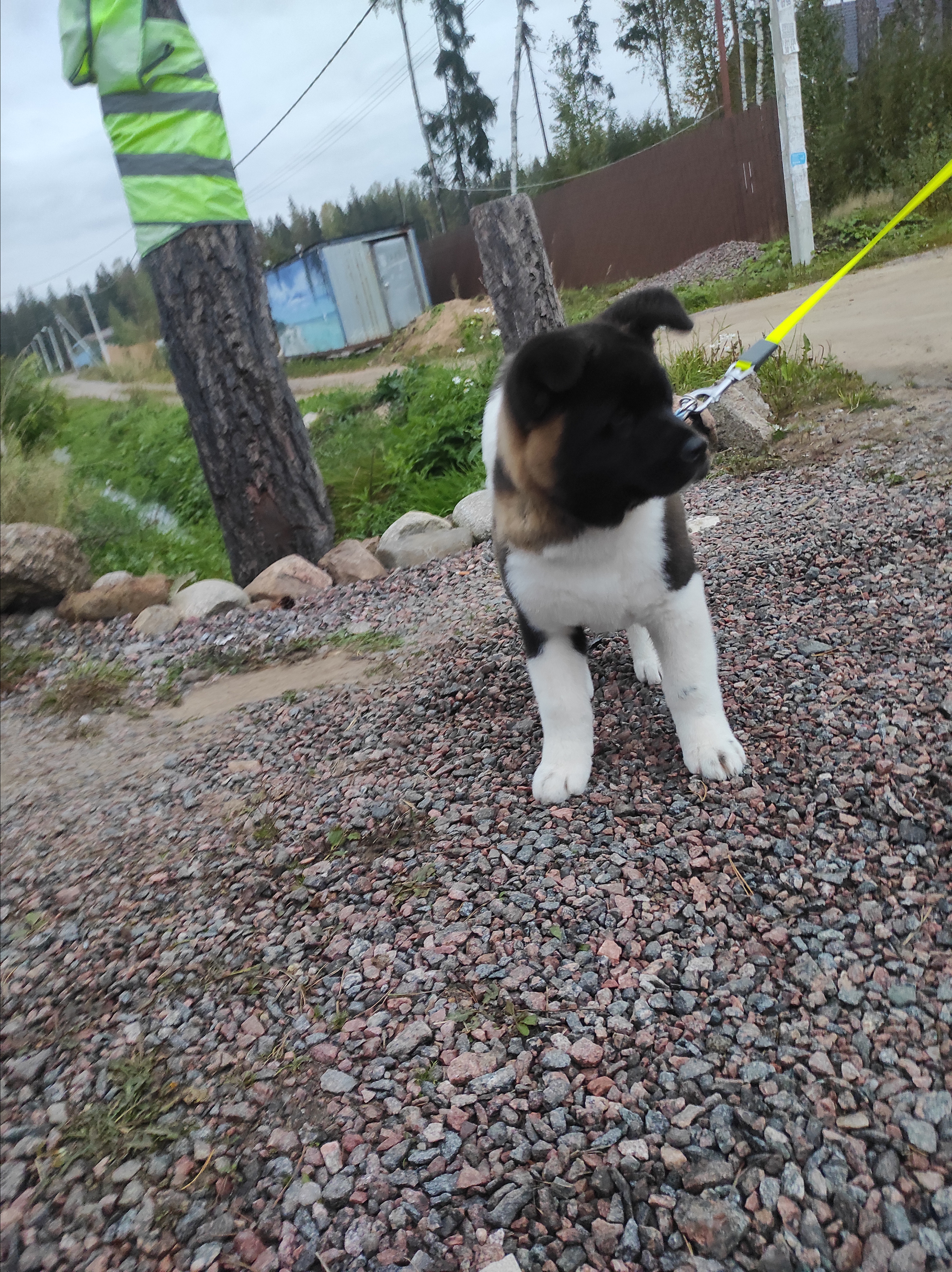 Американская акита питомник RUBYLIGHT. Американская акита I Сиба ину I Питомник RUBYLIGHT