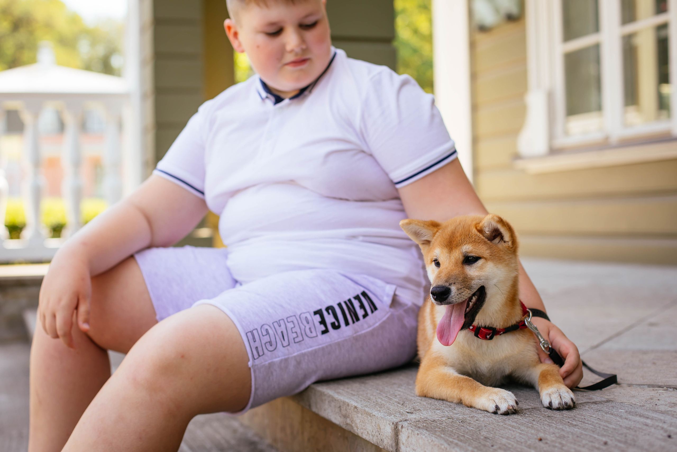 RUBYLIGHT JULY. AMERICAN AKITA RUBYLIGHT KENNEL I SHIBA-INU