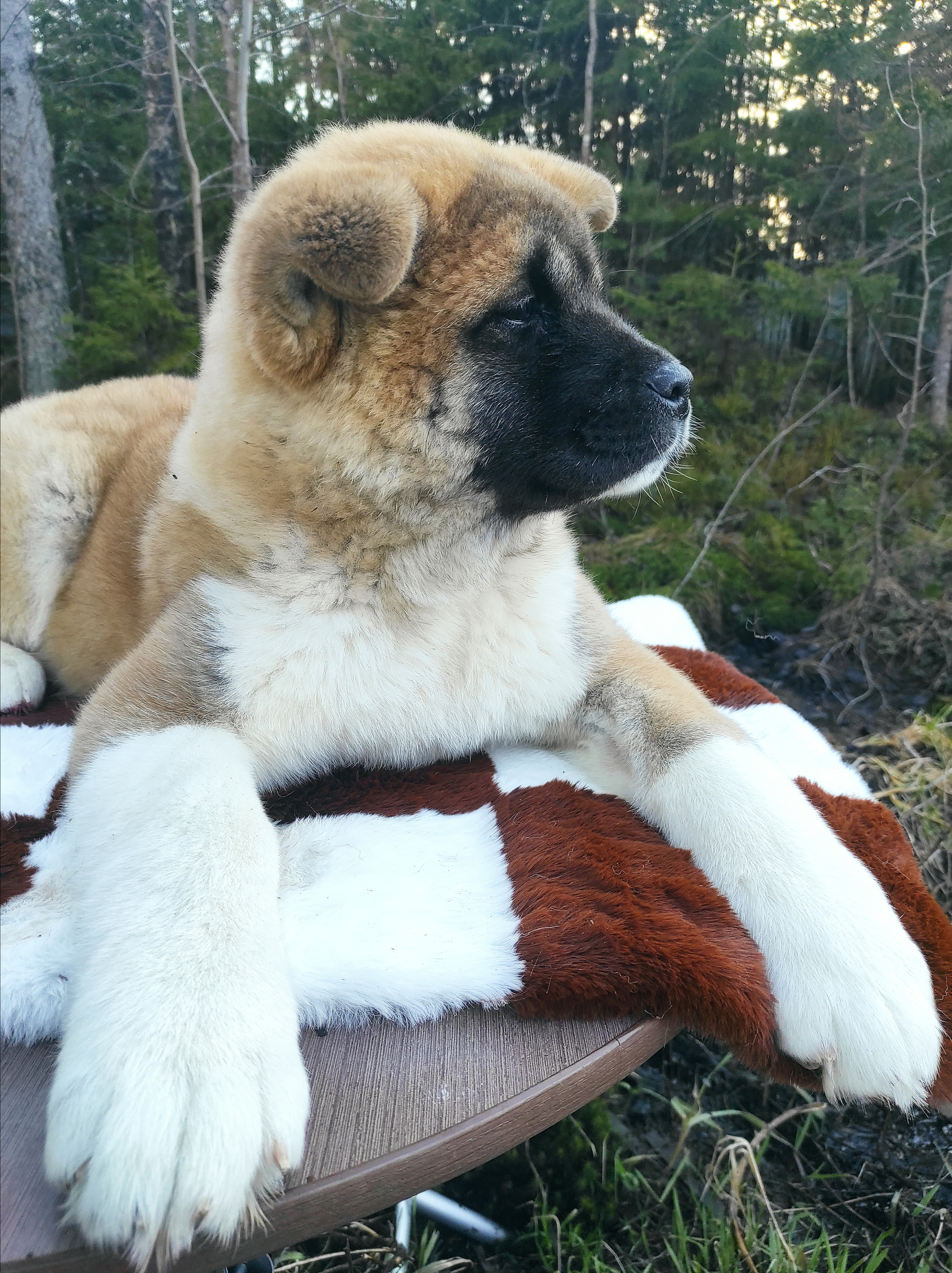 RUBYLIGHT HLOYA. AMERICAN AKITA RUBYLIGHT KENNEL I SHIBA-INU