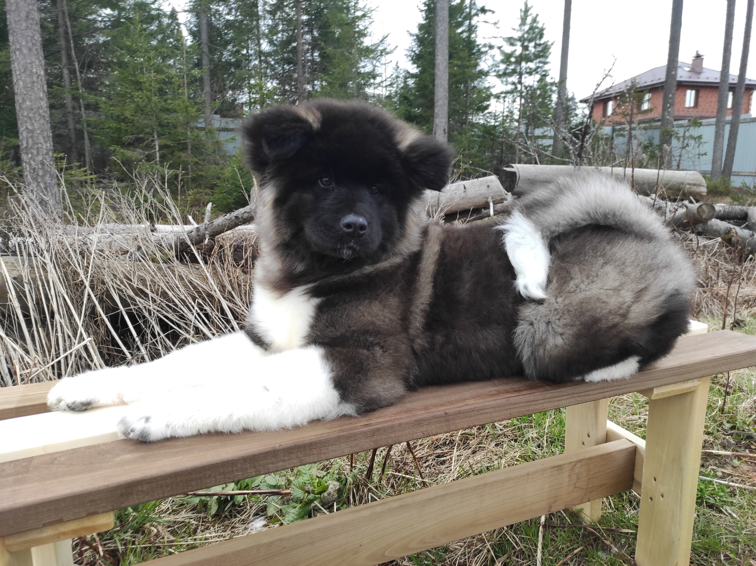 RUBYLIGHT HANNA * Ханна. AMERICAN AKITA RUBYLIGHT KENNEL I SHIBA-INU