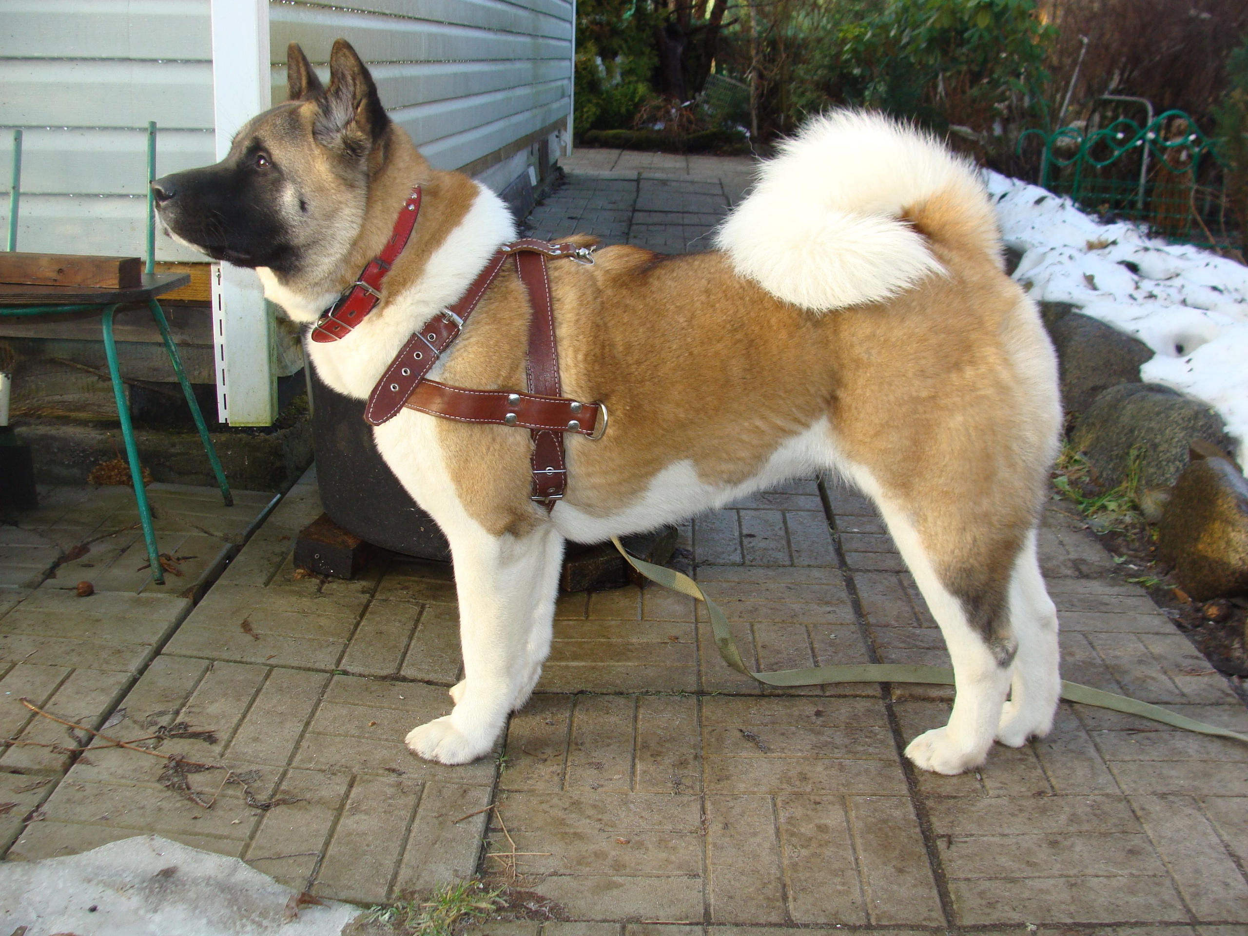 Svargas Domino * Даки. AMERICAN AKITA RUBYLIGHT KENNEL I SHIBA-INU