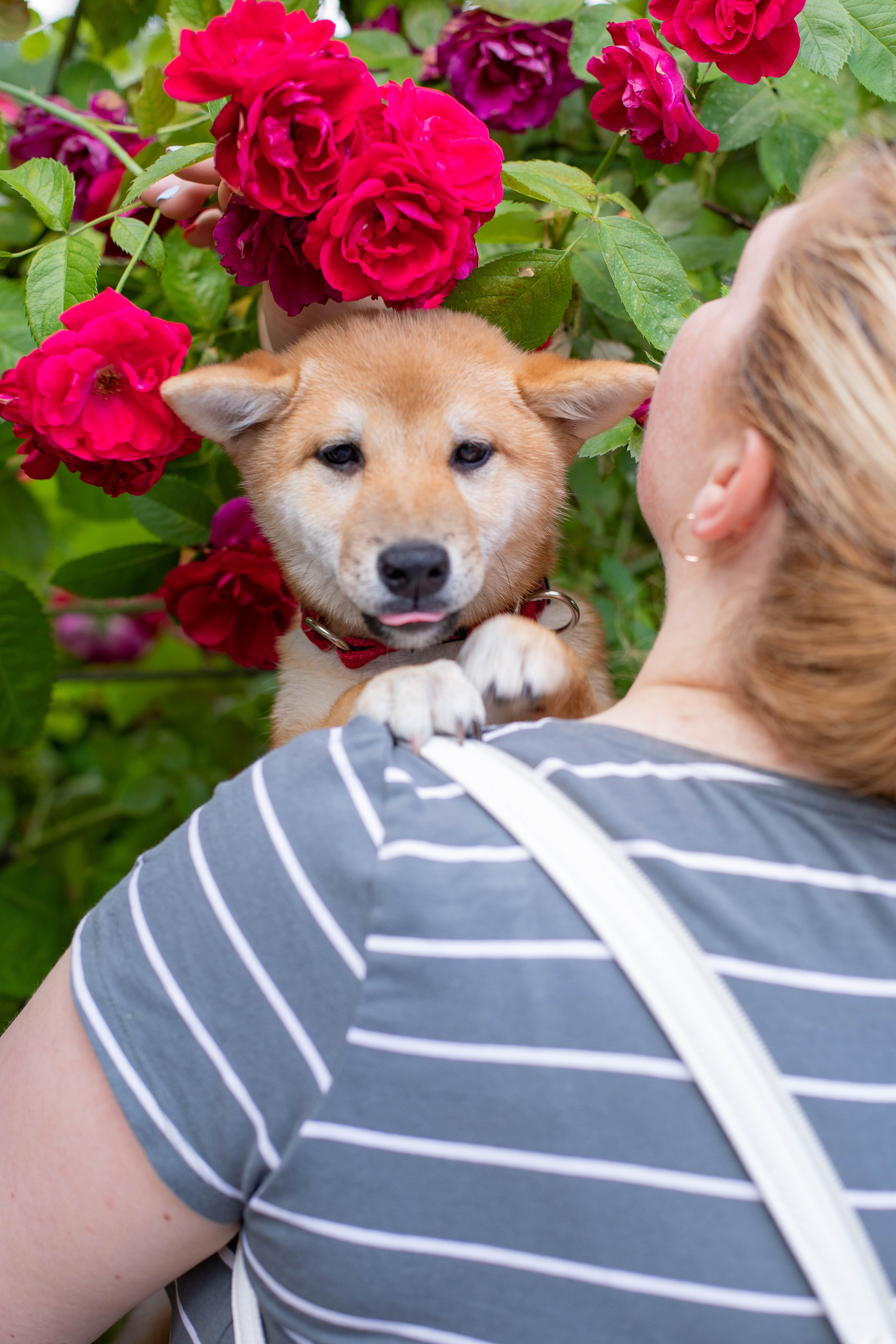 RUBYLIGHT JULY. AMERICAN AKITA RUBYLIGHT KENNEL I SHIBA-INU