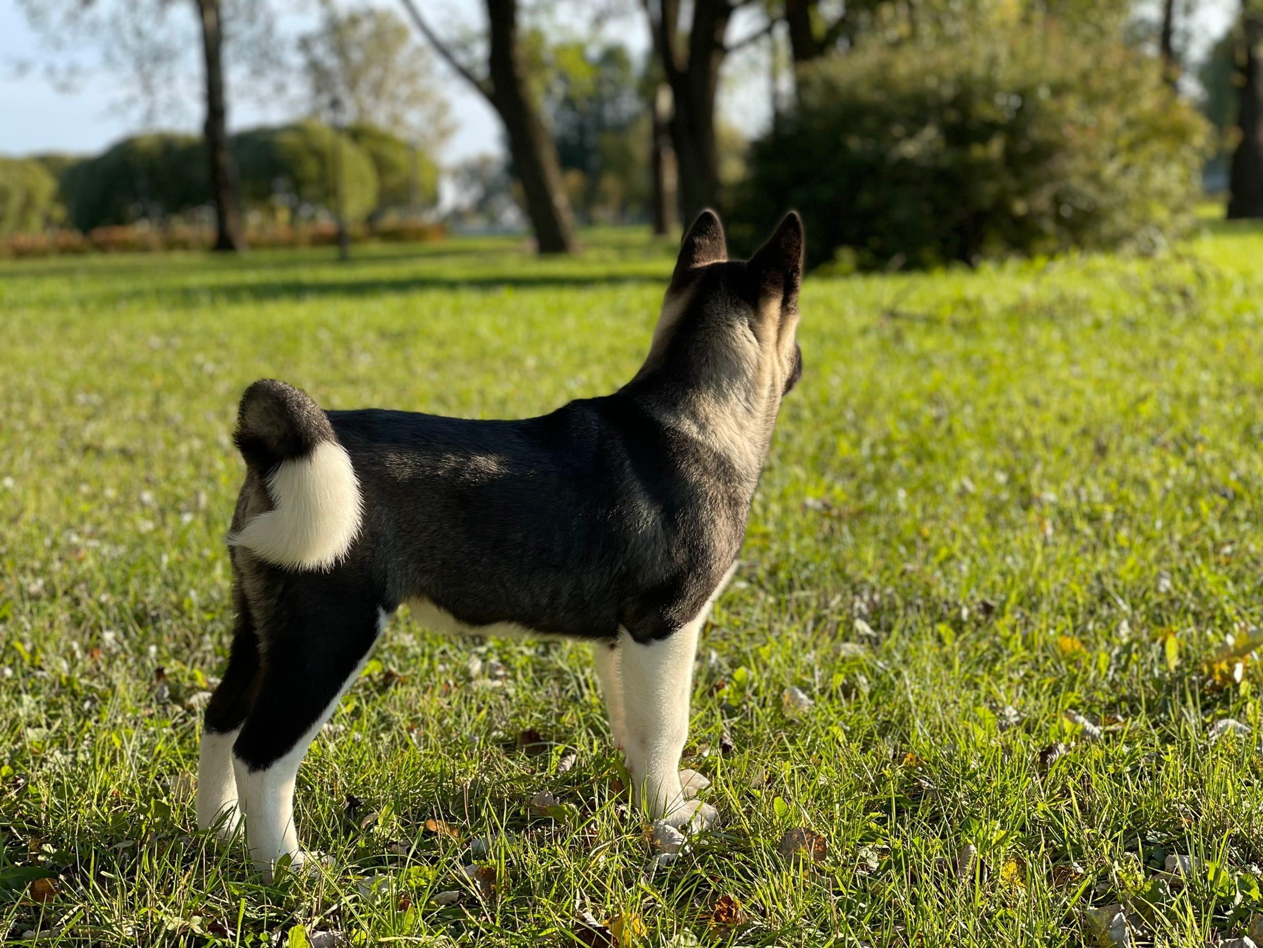 RUBYLIGHT Kamillus, дата рождения 09.06.2021Отец: Alter Real MercuryМать: Infinit Happy, Американская Акита RUBYLIGHT Санкт-Петербург